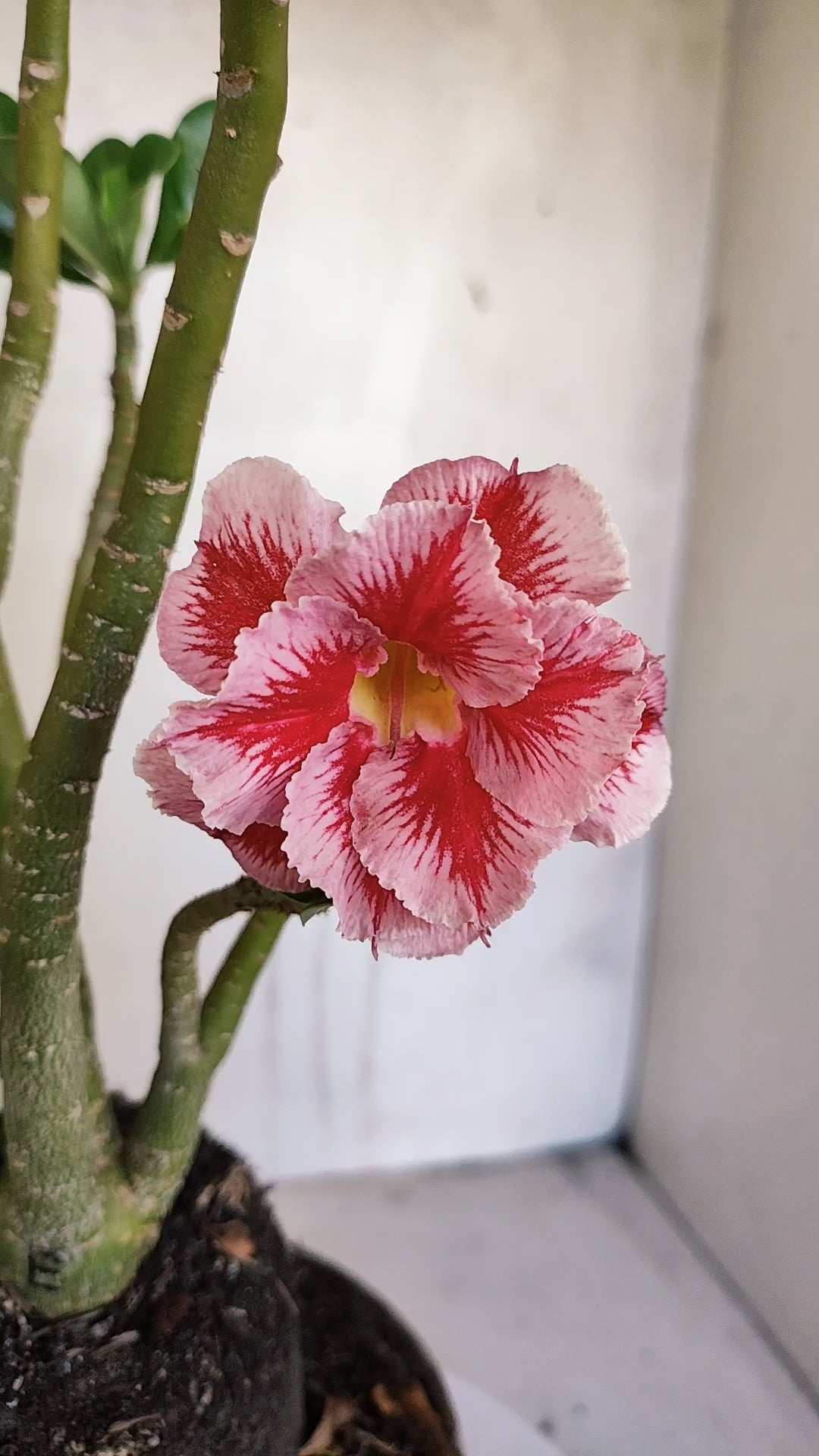 Planta Dobrada 3987 – 35cm – 03 anos