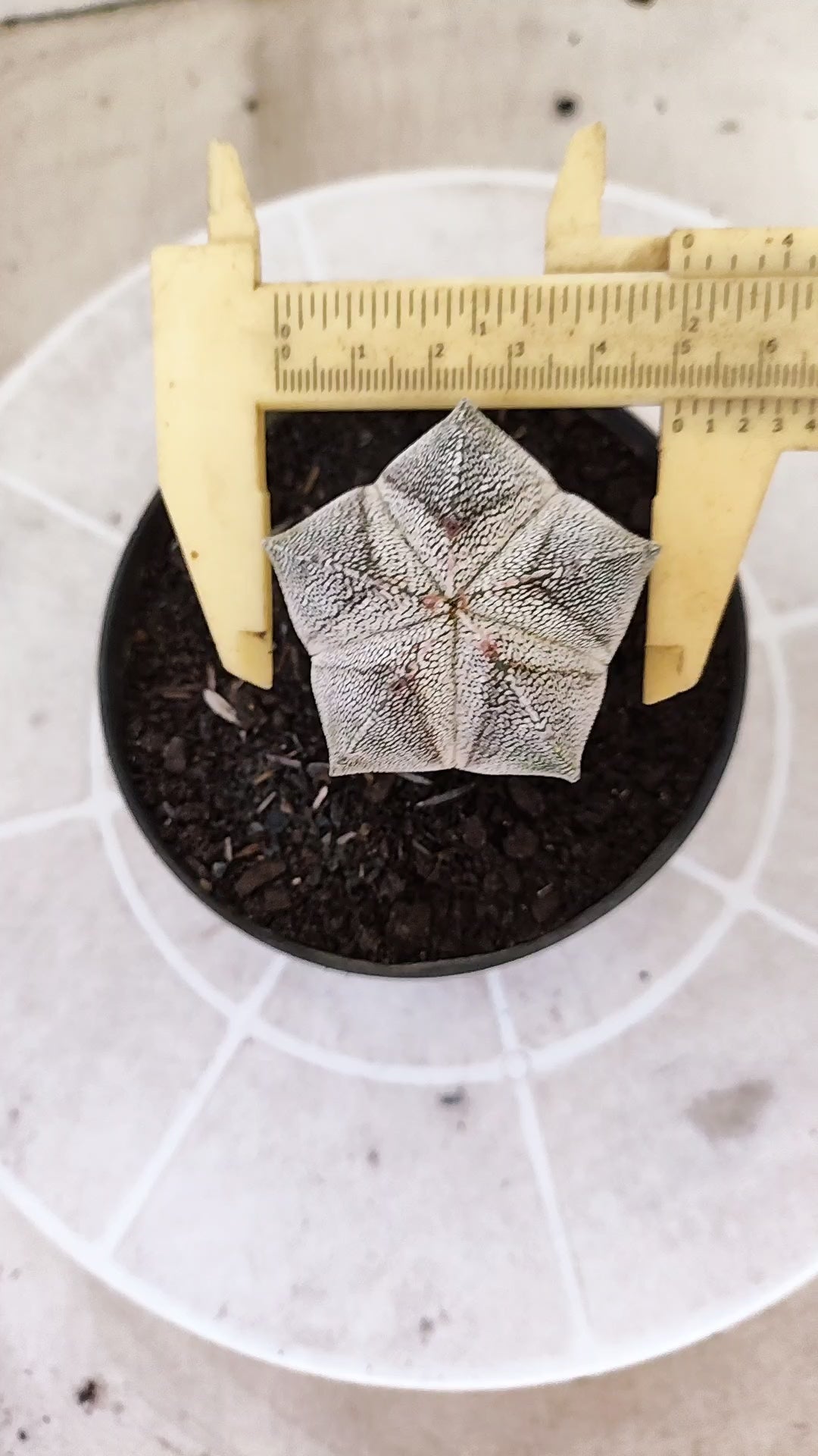 ASTROPHYTUM MYRIOSTIGMA Onzuka  Nº 1734 – vaso 11