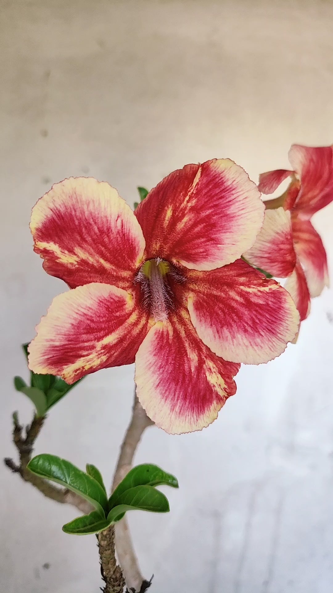 Planta Simples 3593 – 30cm – 02 anos