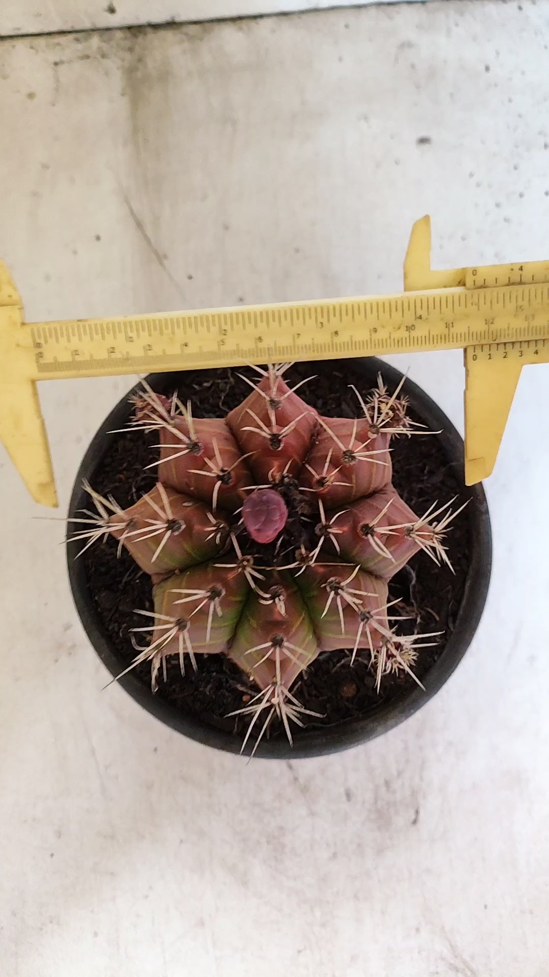 GYMNOCALYCIUM Mihanovichii Variegata  Nº 623 – vaso 15