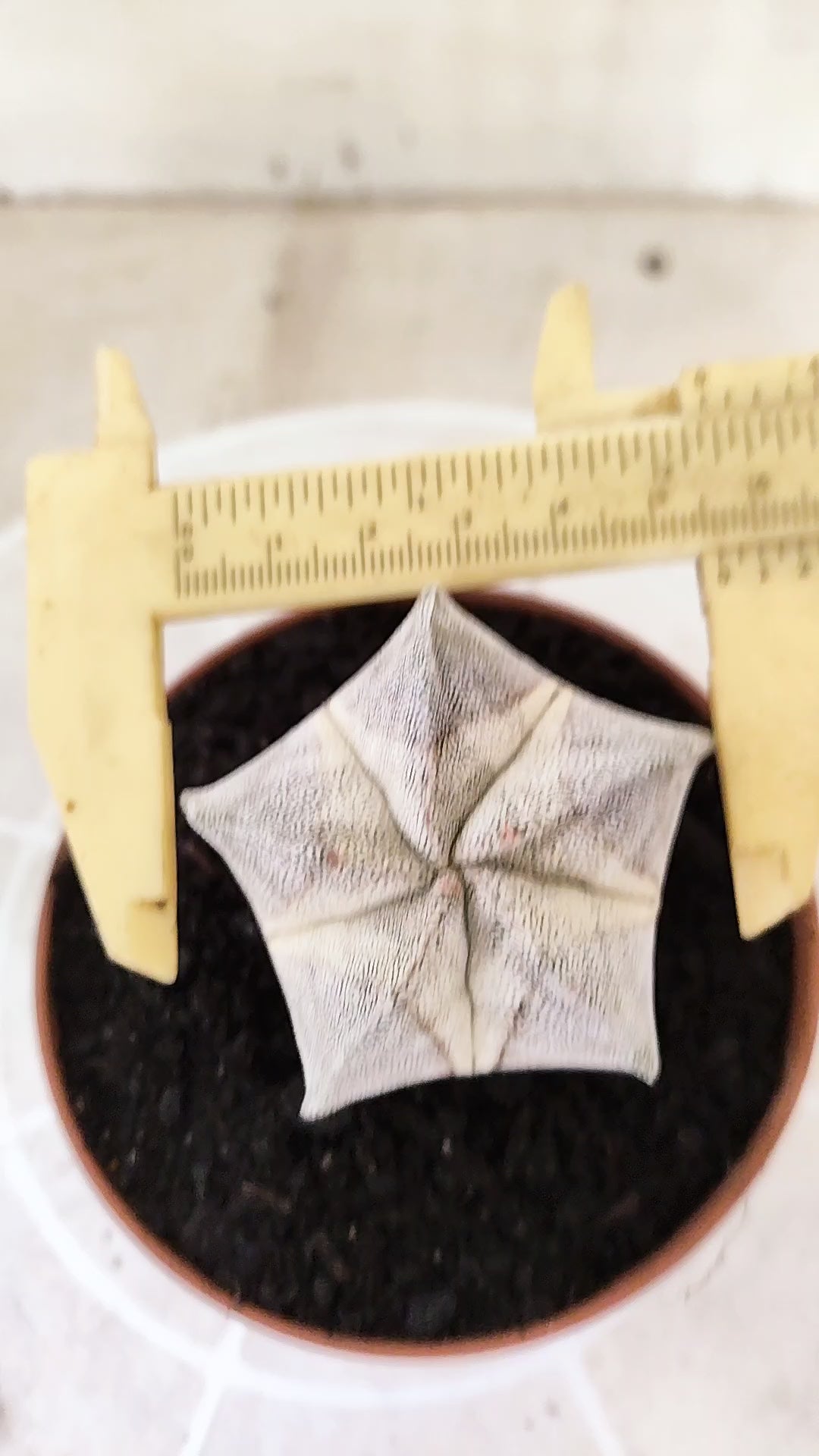ASTROPHYTUM MYRIOSTIGMA Onzuka  Nº 772 – vaso 11