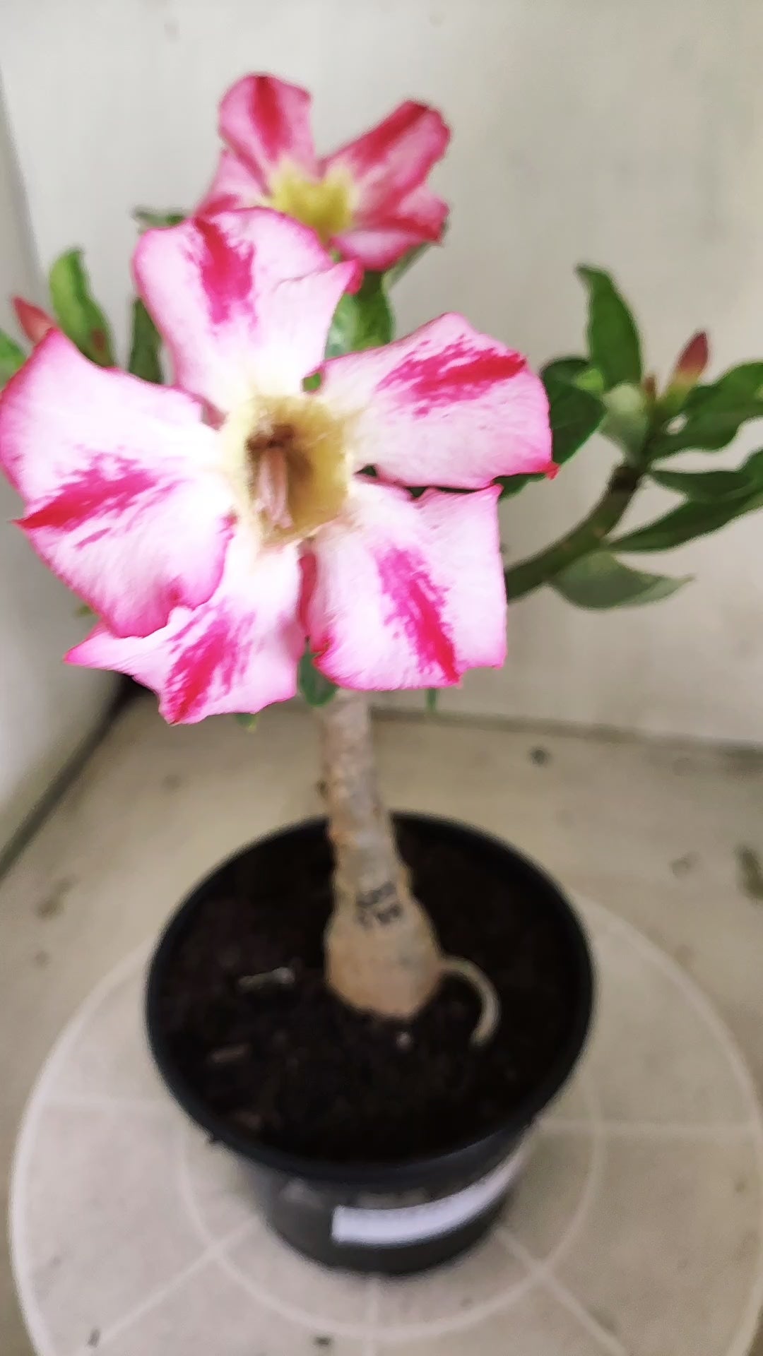 ENXERTO 12885 – 25cm (cor LM 949) VARIEGATA