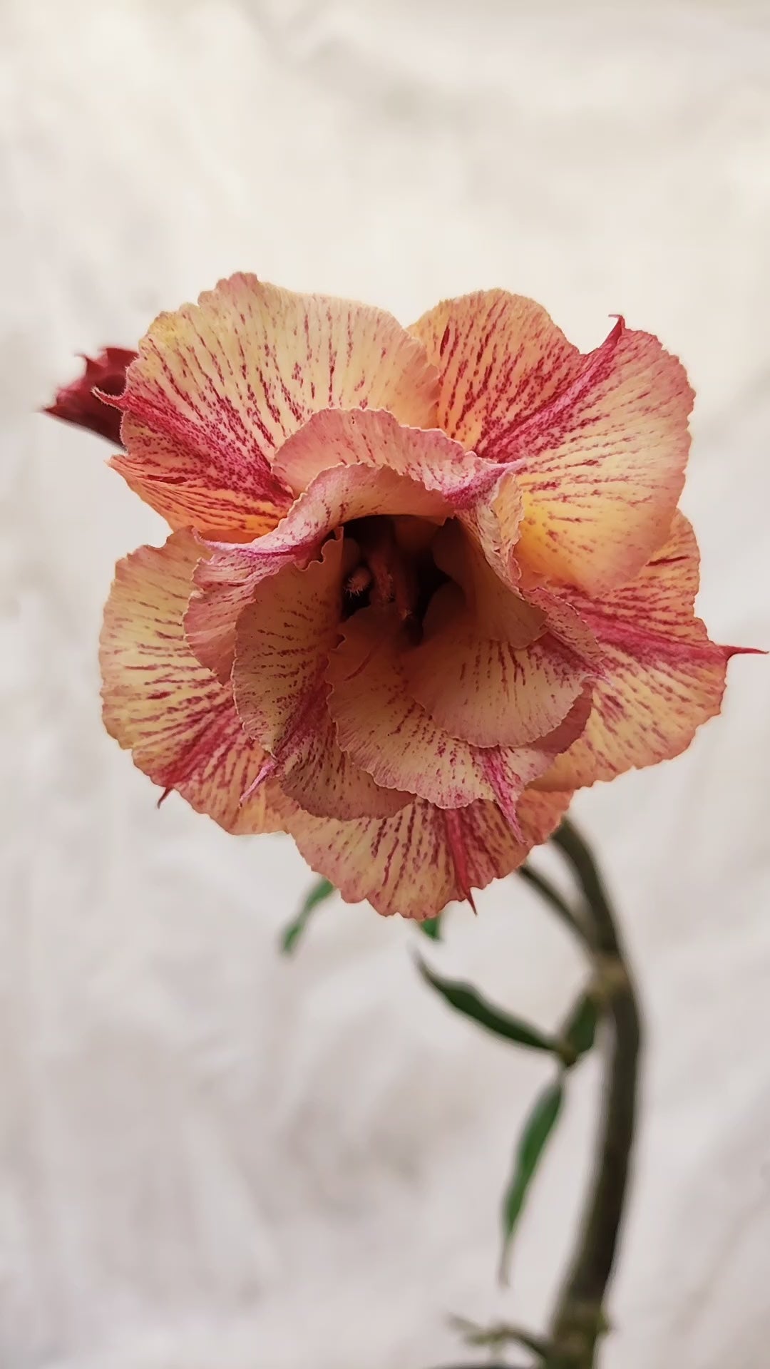 MATRIZ Planta Dobrada 200 – 60cm – 04 anos - Vaso 20