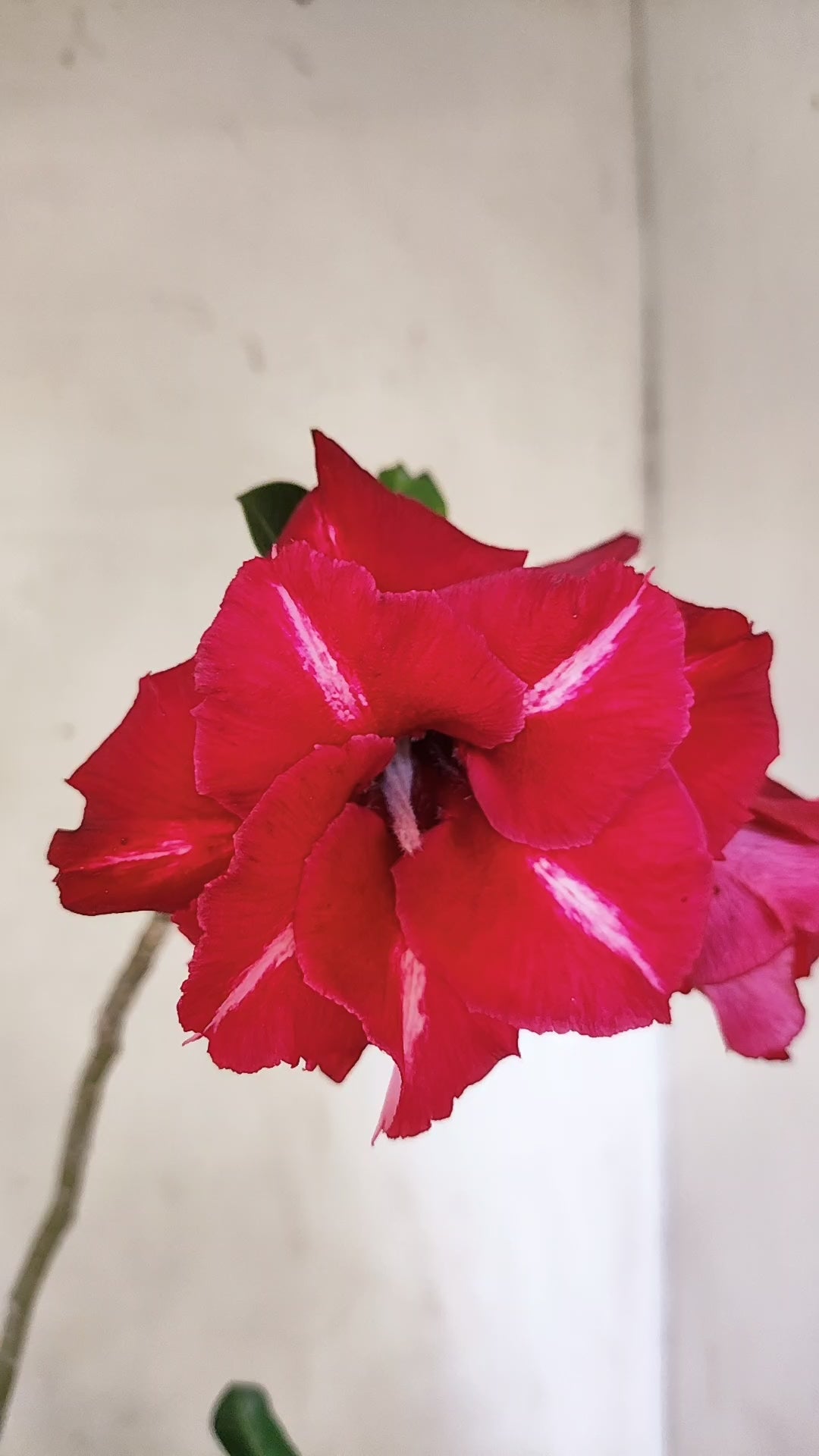 MATRIZ Planta Dobrada 281 –  60cm – 04 anos - Vaso 20