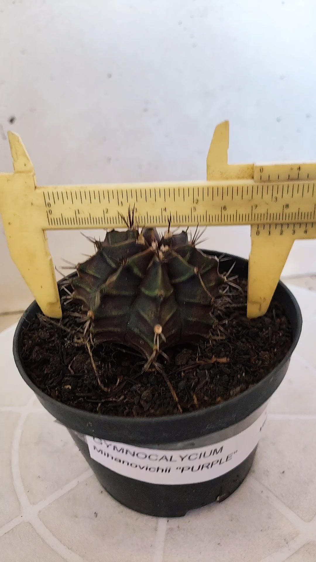GYMNOCALYCIUM Mihanovichii "PURPLE" Nº 1215 – vaso 11