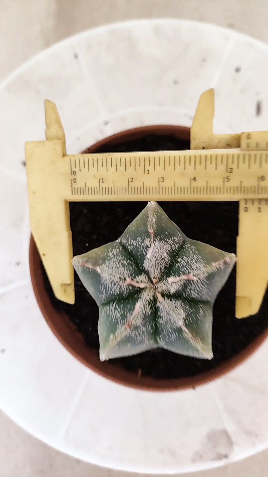 ASTROPHYTUM cv KIKKO "Variegata"  Nº 1854 – vaso 11