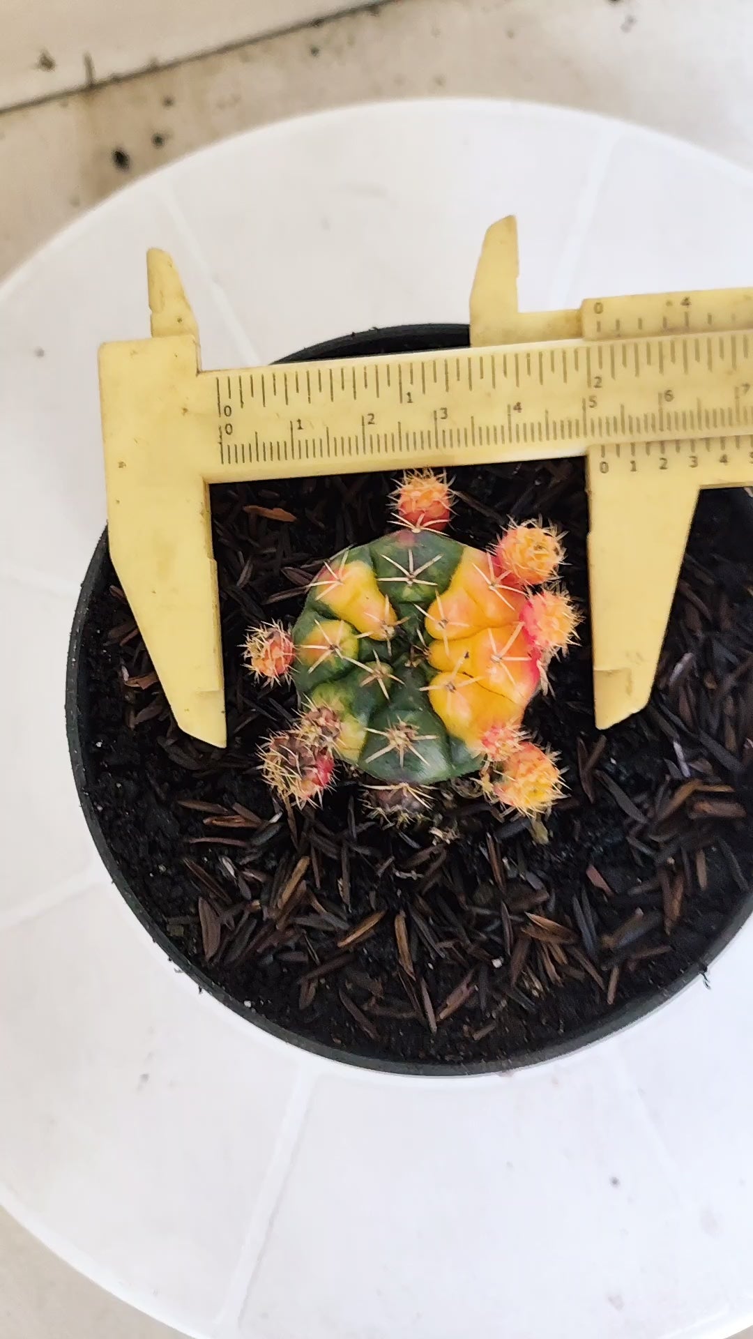 GYMNOCALYCIUM DAMSII Variegata Nº 631 – vaso 11