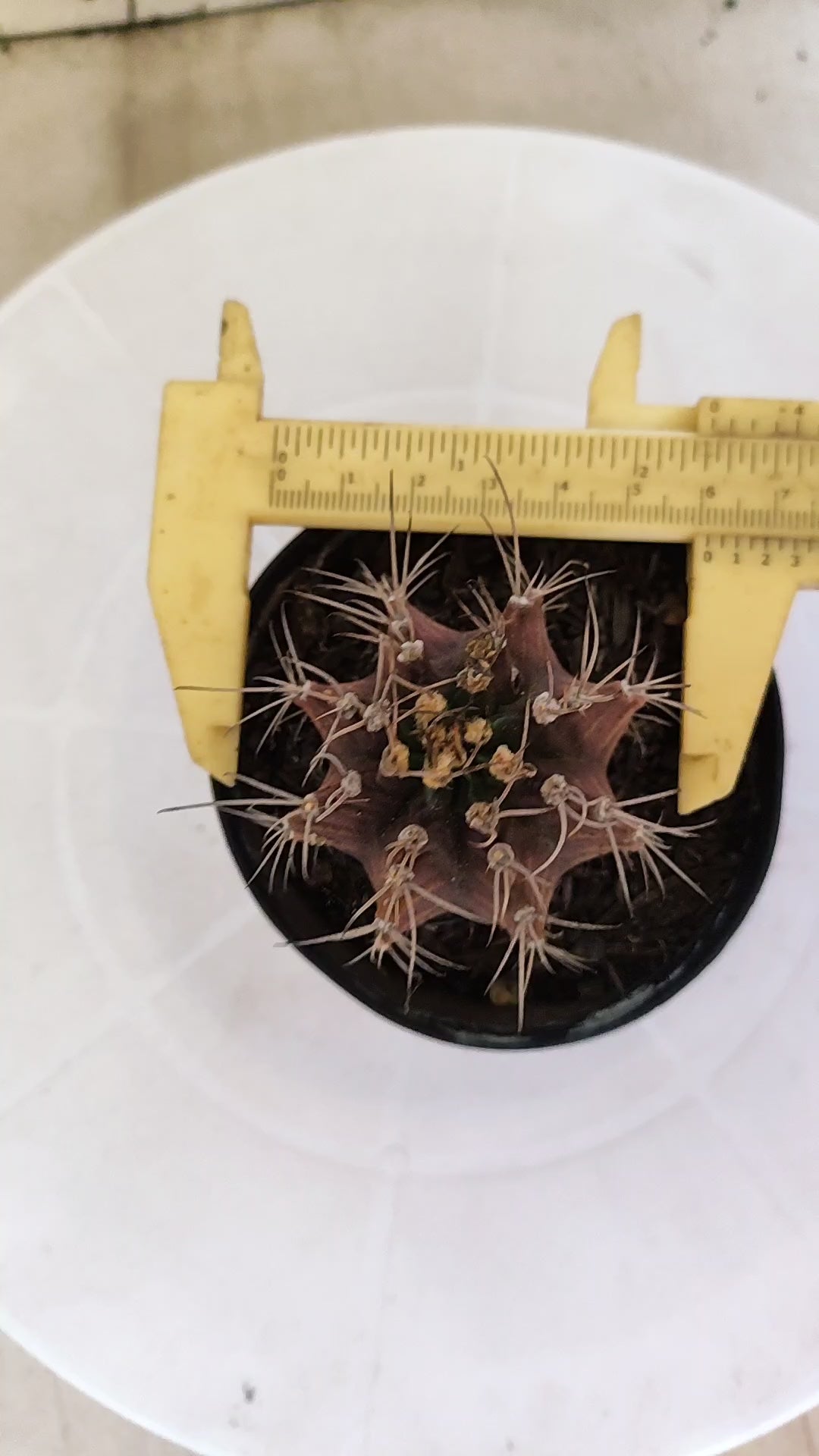 GYMNOCALYCIUM Mihanovichii "PURPLE - Variegata" Nº 1107 – vaso 09