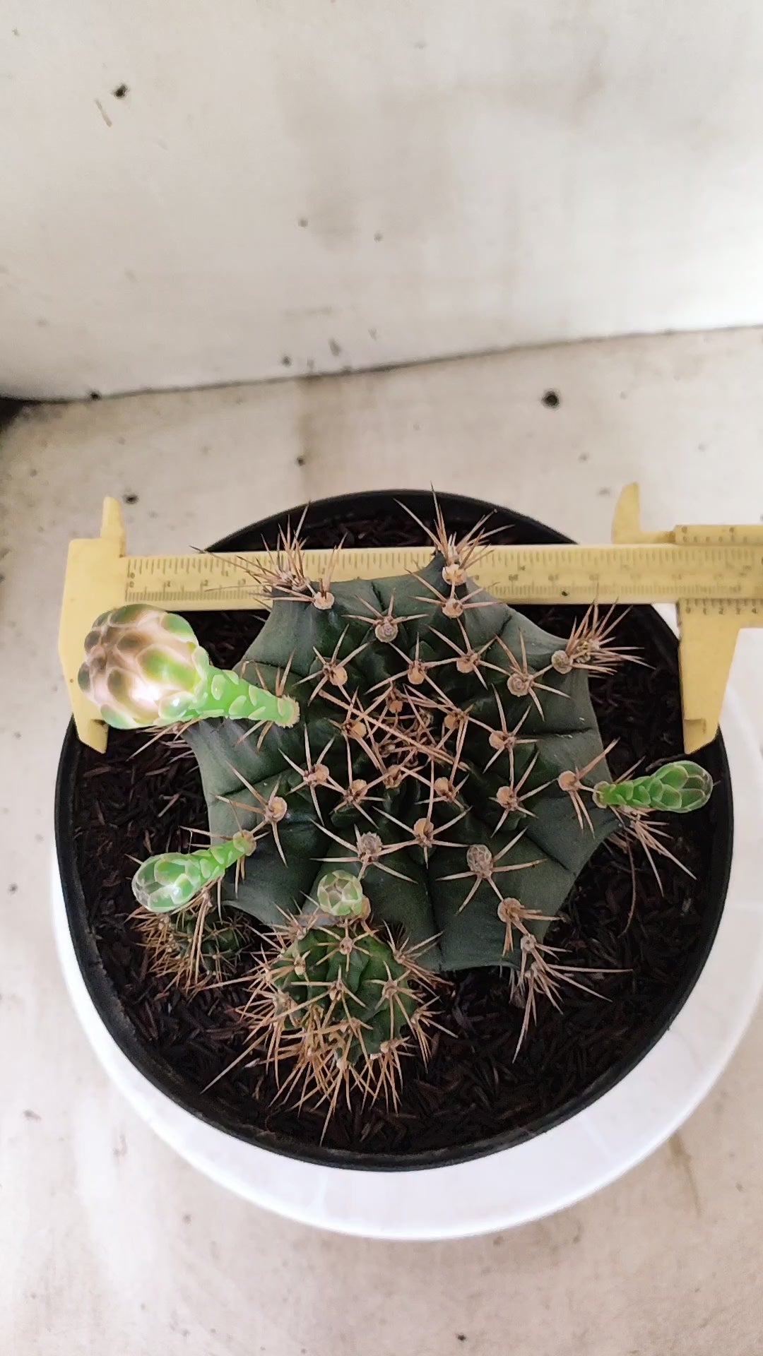 Matriz GYMNOCALYCIUM Mihanovichii "Prolifero" Nº 745 – vaso 17