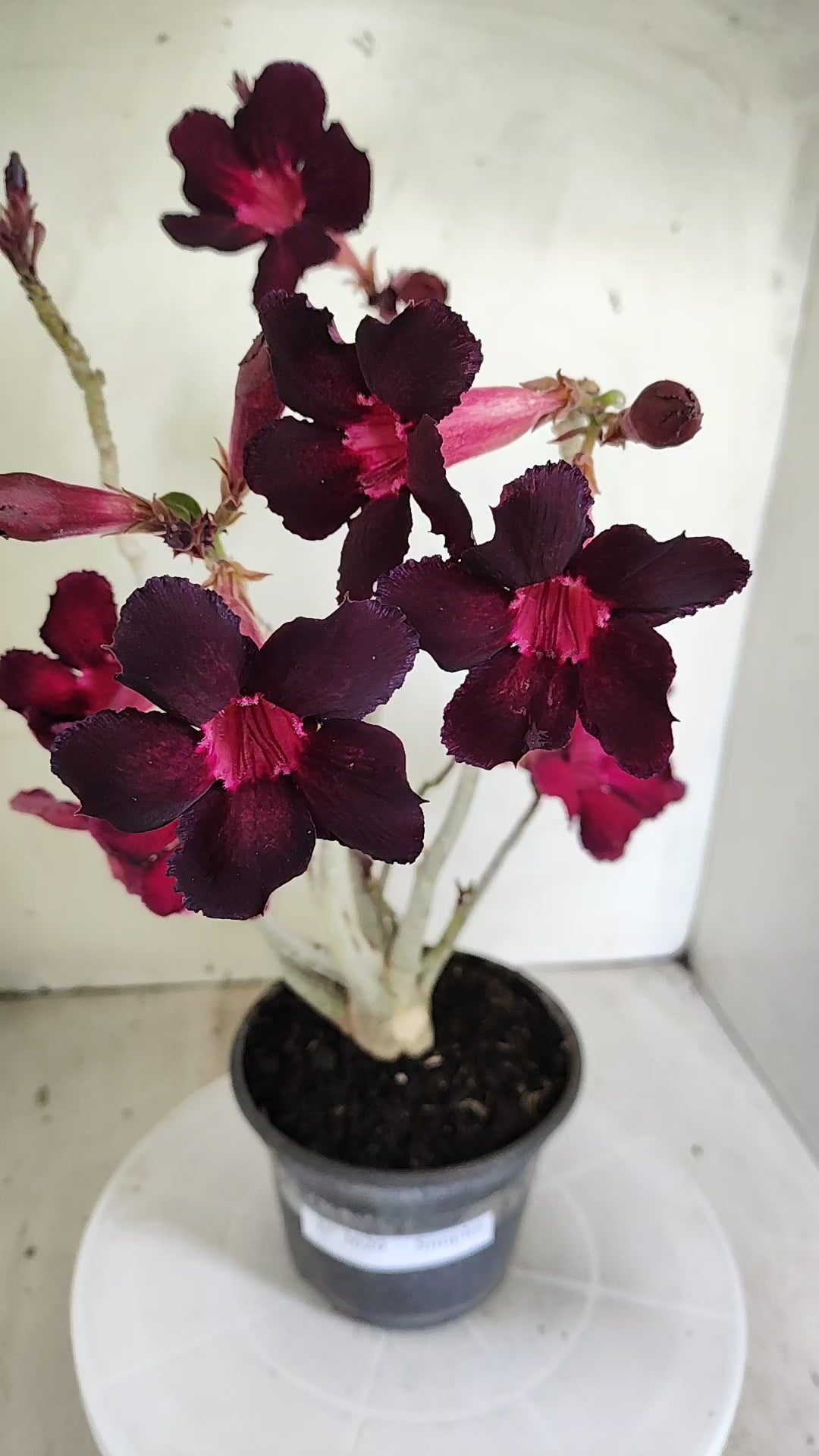 Planta Simples 3629 – 30cm – 02 anos - vaso 15