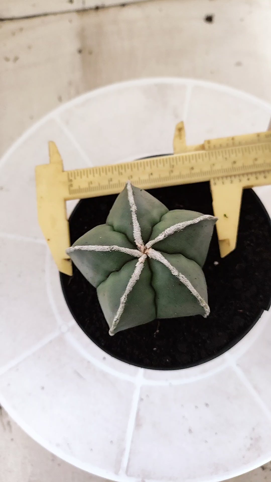 MATRIZ ASTROPHYTUM Myriostigma "Hakujo"  Nº  270 – vaso 11