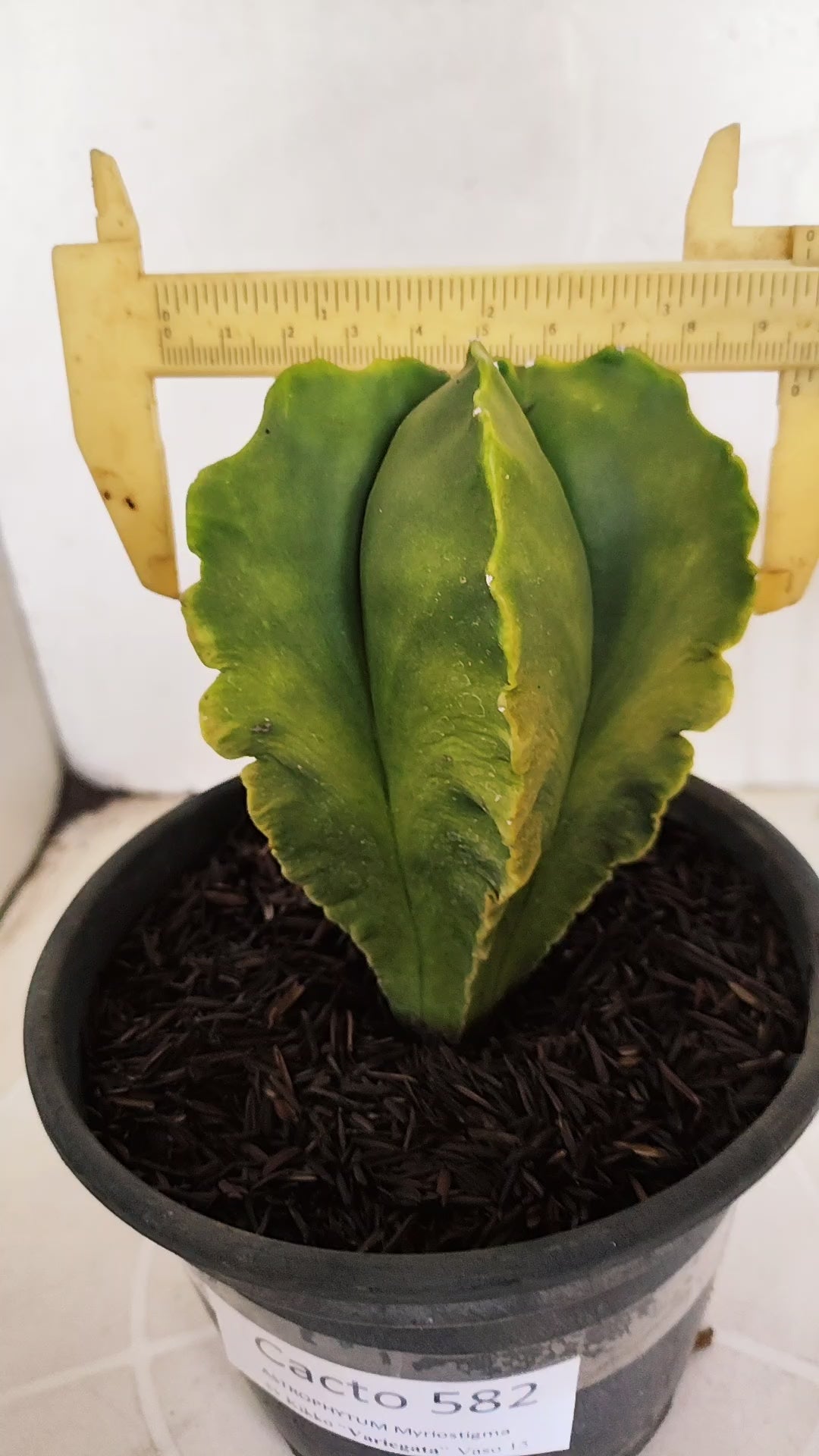 ASTROPHYTUM cv KIKKO Nº 582 "Variegata" - vaso 15