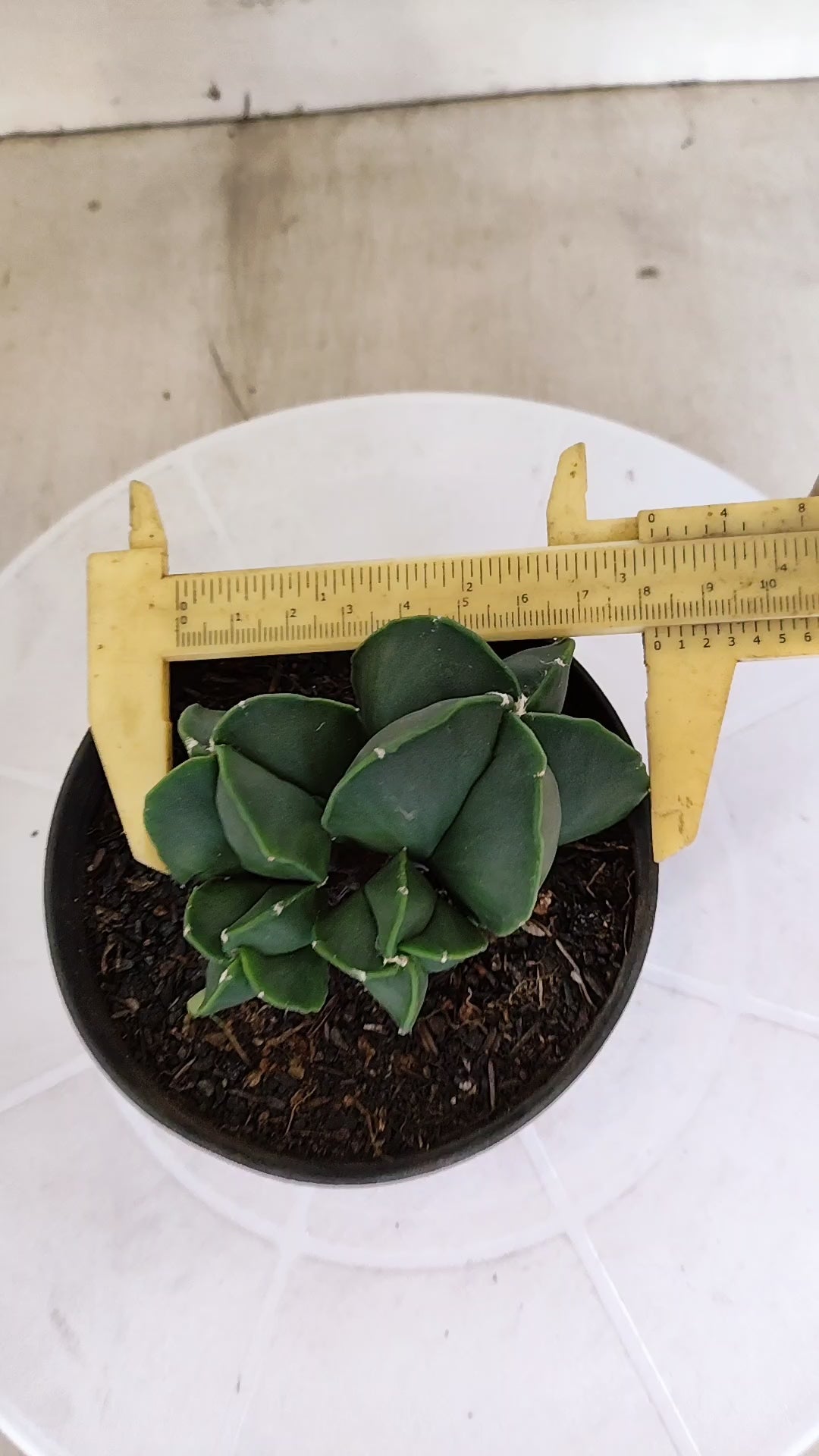 ASTROPHYTUM MYRIOSTIGMA "Colônia Nudum" Nº 1162 – vaso 11