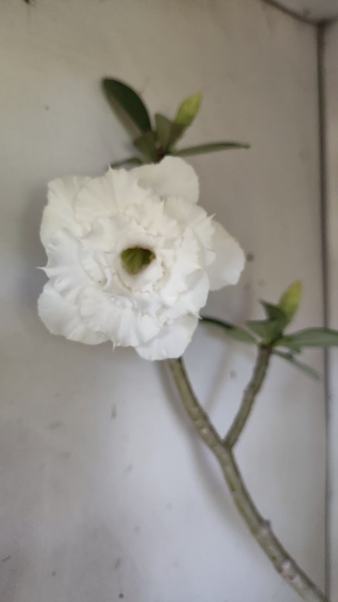 Matriz Planta Dobrada 298 –  50cm – 04 anos - Vaso 20