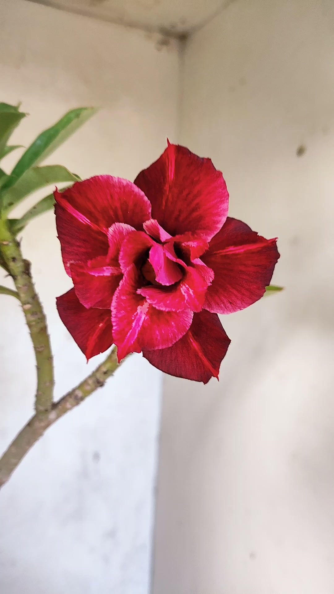 Planta Dobrada 3906 – 35cm – 03 anos