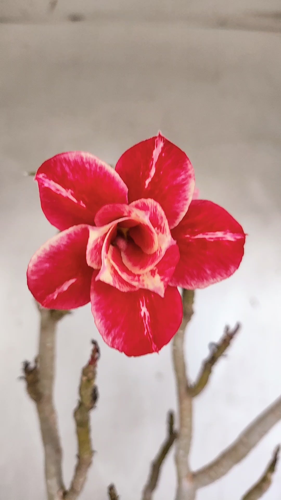 MATRIZ Planta Dobrada 204 – 40cm – 03 anos - Vaso 17