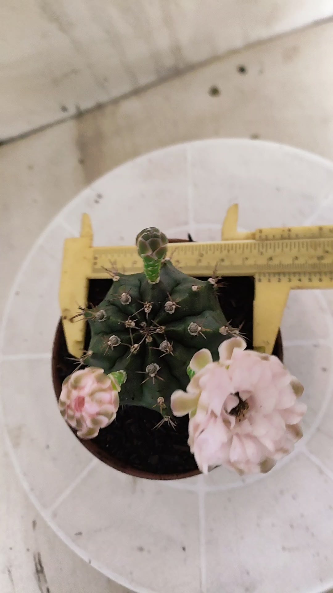 Matriz GYMNOCALYCIUM Mihanovichii  Nº 1393 – vaso 11