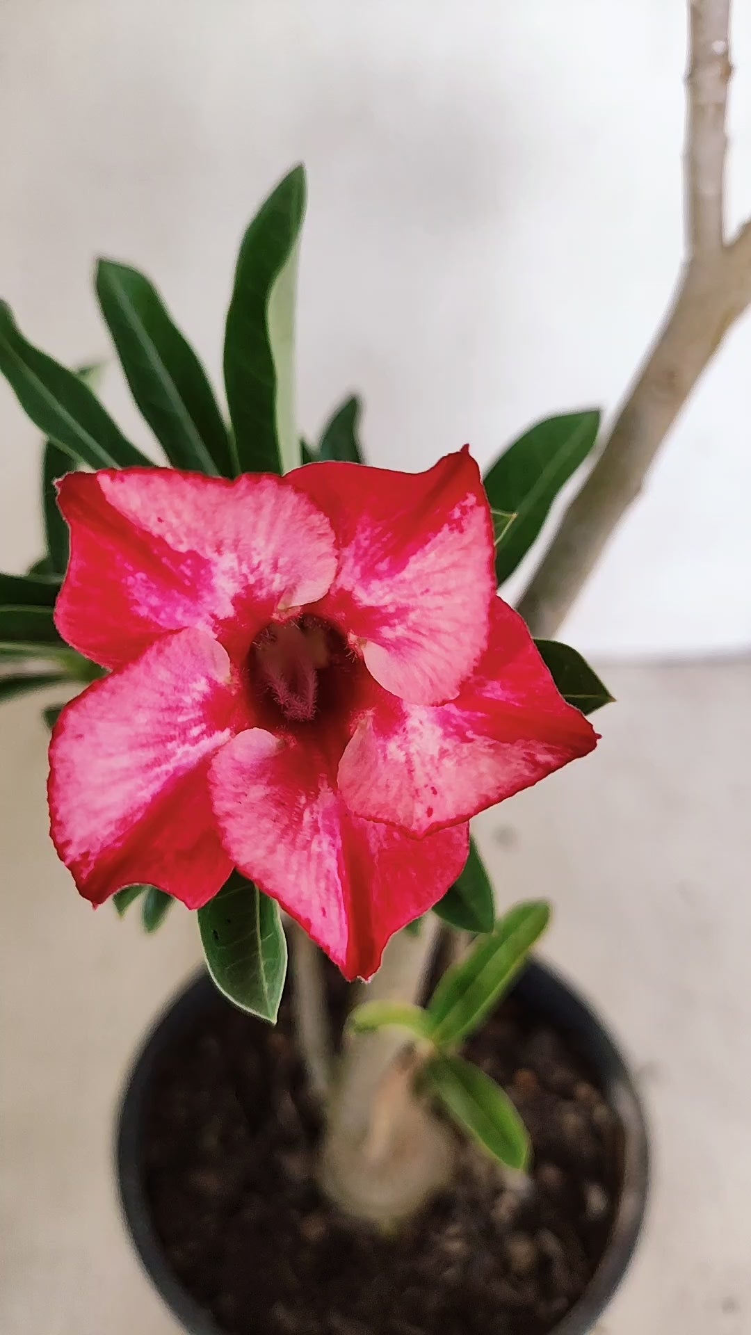Planta Simples 3560 – 30cm – 02 anos