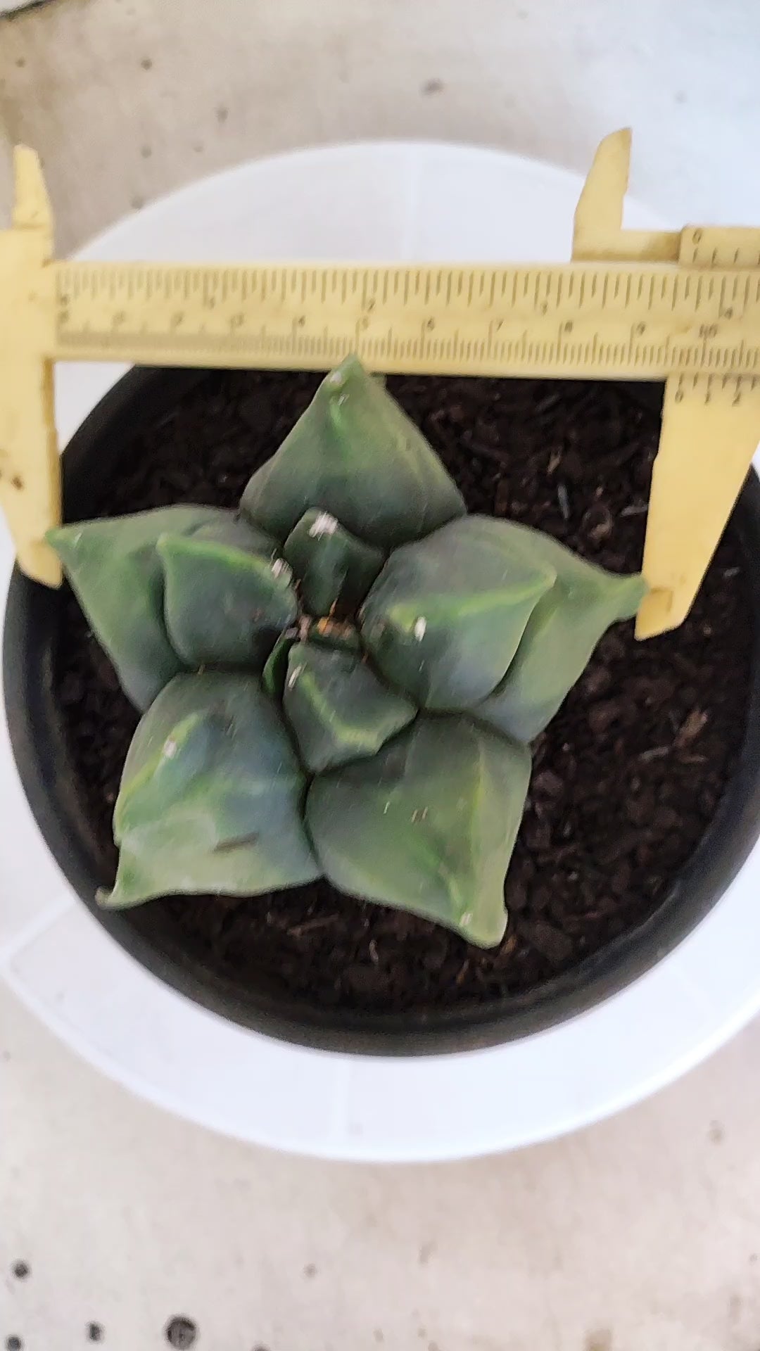MATRIZ ASTROPHYTUM cv KIKKO   Nº 1074 – vaso 15