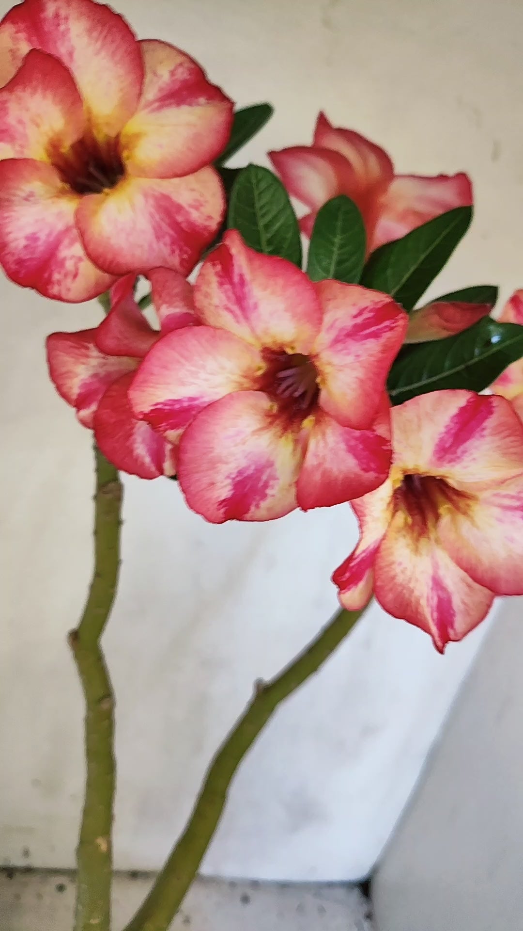 Planta Simples 3691 – 35cm – 03 anos - vaso 15