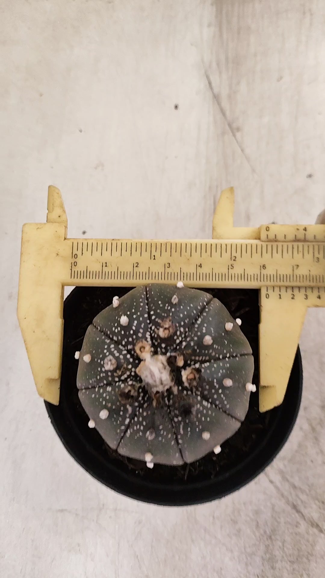 MATRIZ ASTROPHYTUM ASTERIAS “Purple”  Nº 1220 – vaso 09