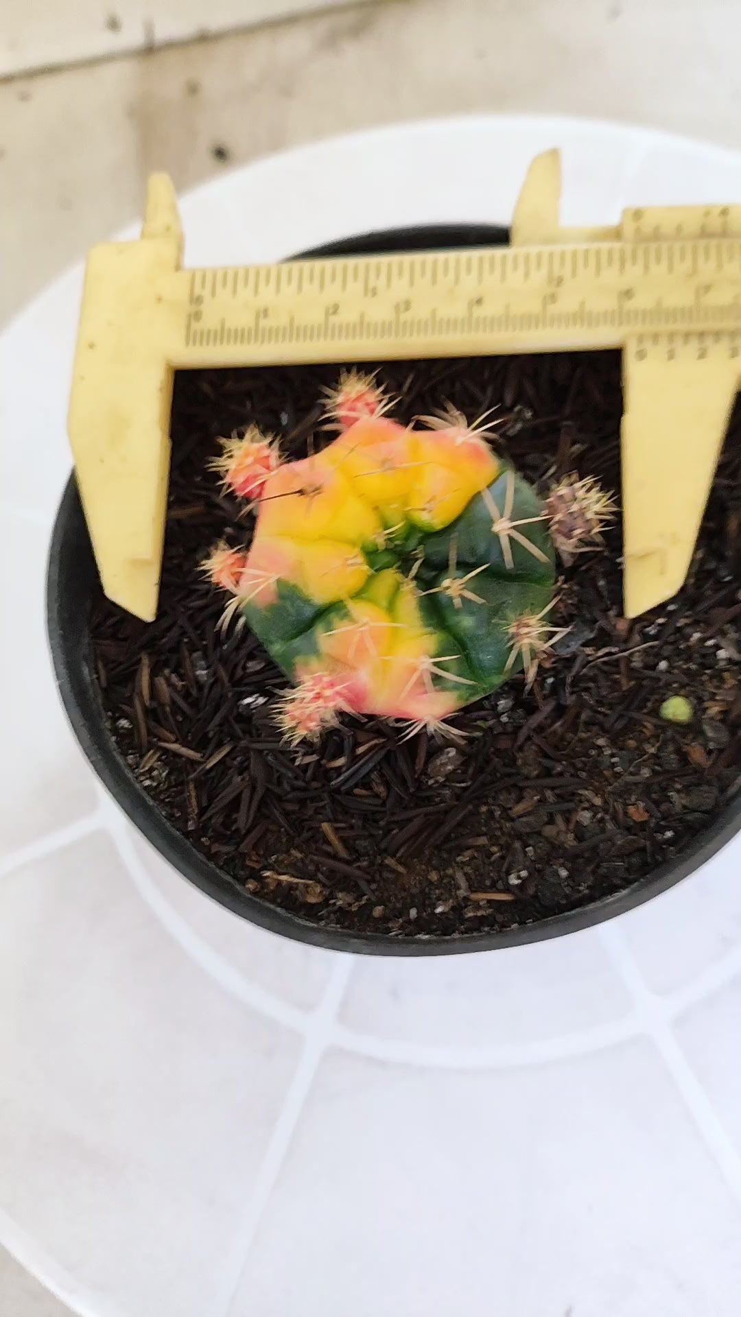 GYMNOCALYCIUM DAMSII Variegata Nº 465 – vaso 11