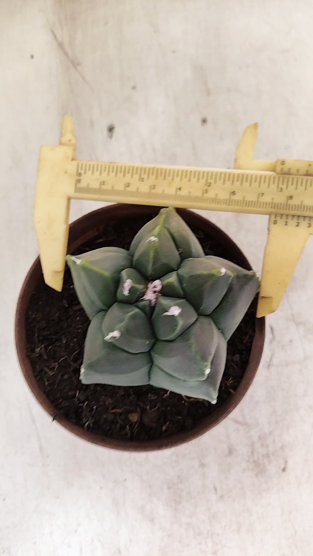 MATRIZ ASTROPHYTUM cv KIKKO  Nº 1131 – vaso 11