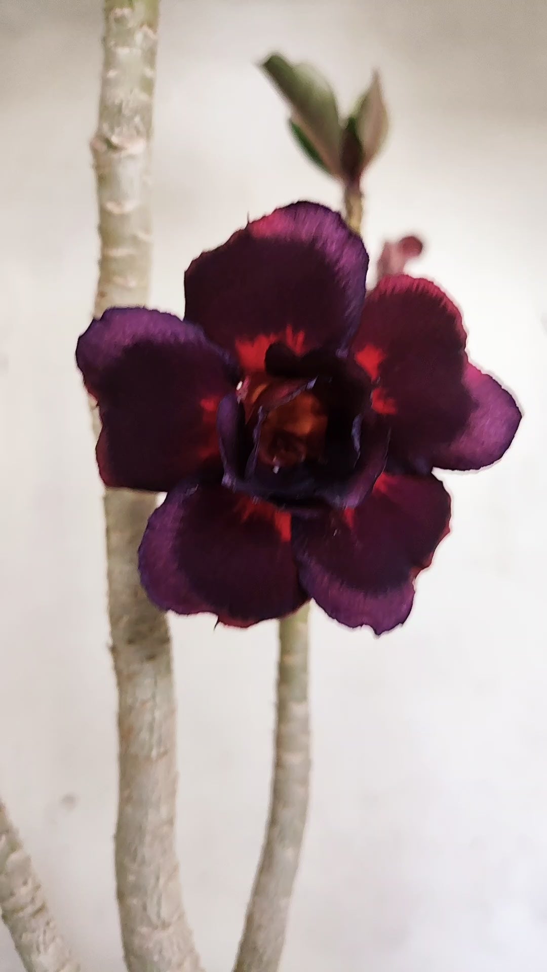 Planta Dobrada 3968 – 35cm – 02 anos
