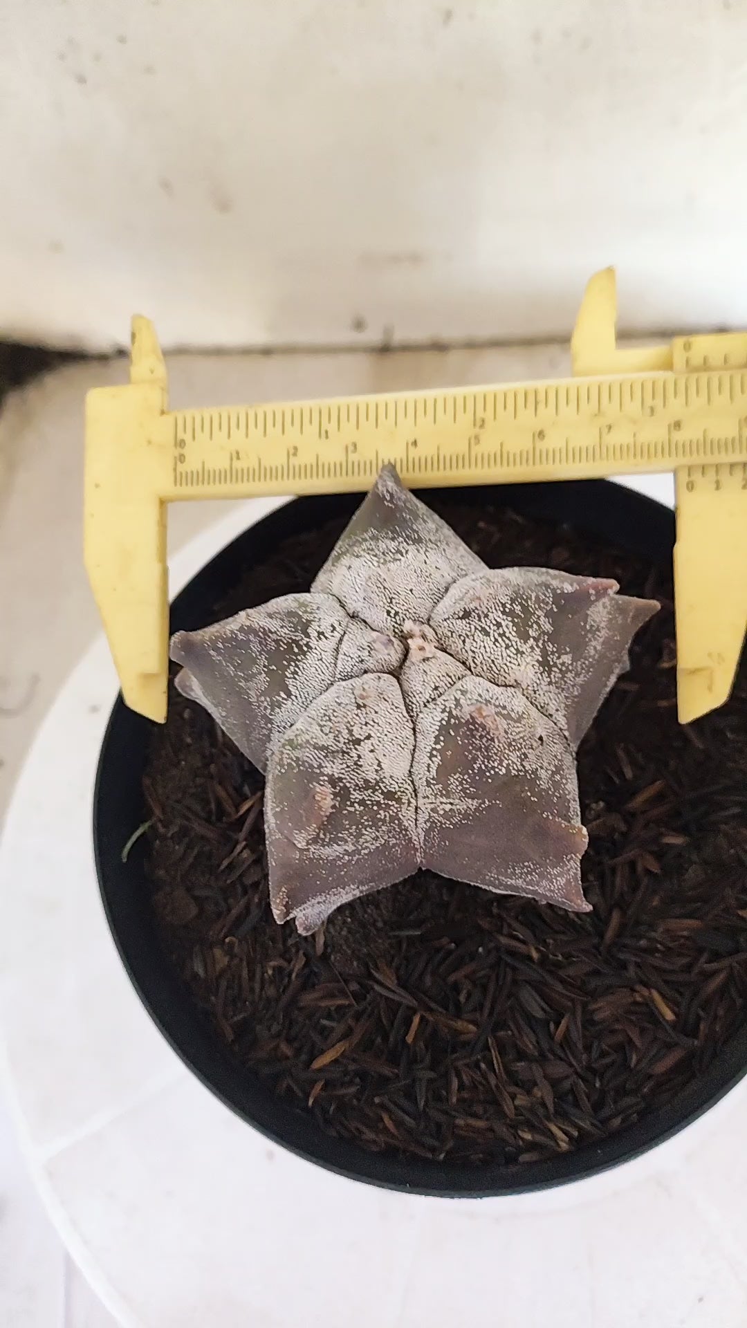 MATRIZ ASTROPHYTUM cv KIKKO  Nº 369 – vaso 15