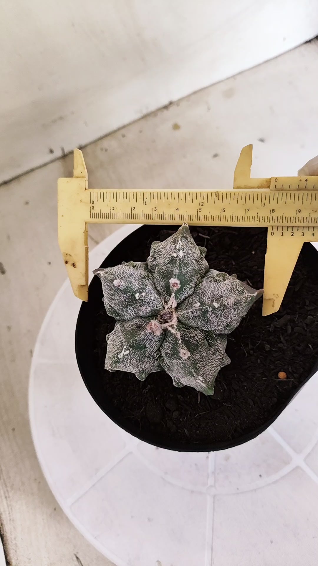 ASTROPHYTUM MYRIOSTIGMA cv KIKKO "Fukuryu"  Nº 1379 – vaso 15
