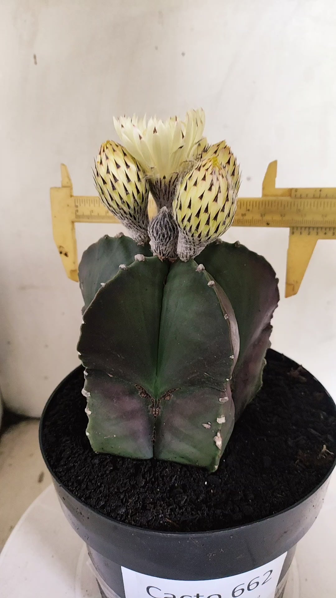 ASTROPHYTUM cv KIKKO Nº 662 - vaso 17