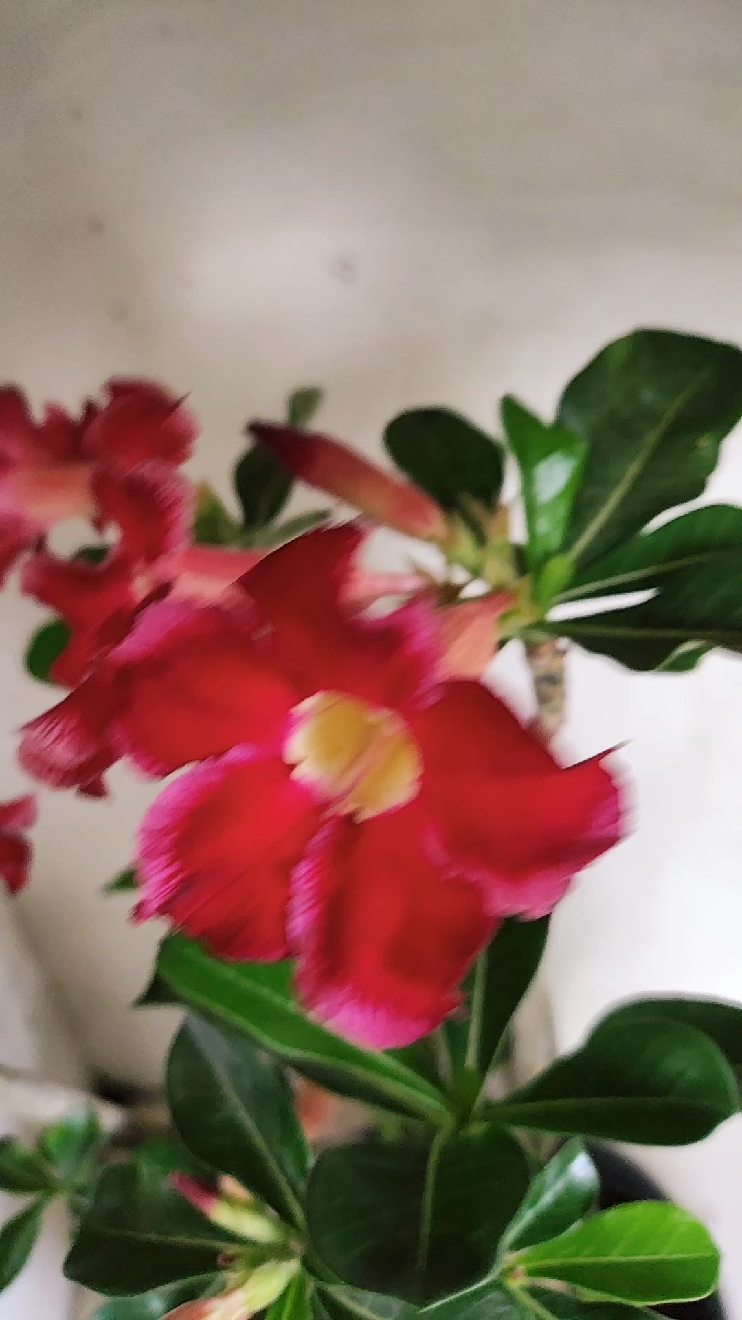 Planta Simples 3648 – 45cm – 04 anos - vaso 20
