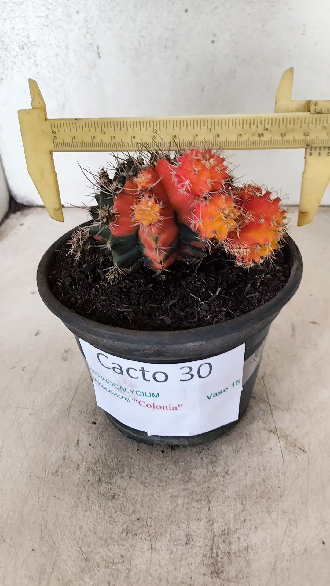 GYMNOCALYCIUM Mihanovichii "COLONIA" Nº 30 – vaso 15