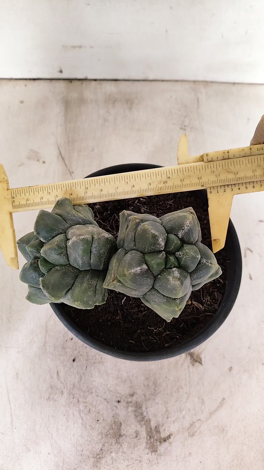 MATRIZ ASTROPHYTUM cv KIKKO "Bicefalo"  Nº 1091 – vaso 15