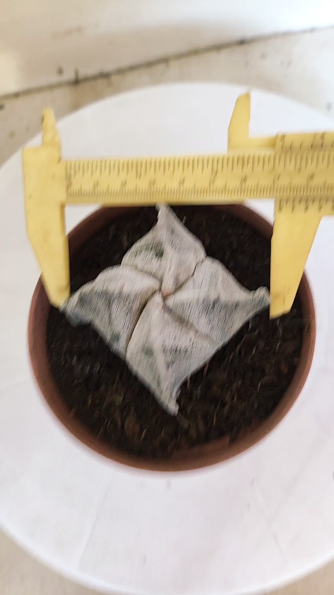 MATRIZ ASTROPHYTUM Myriostigma "4 QUINAS"  Nº  1234 – vaso 11