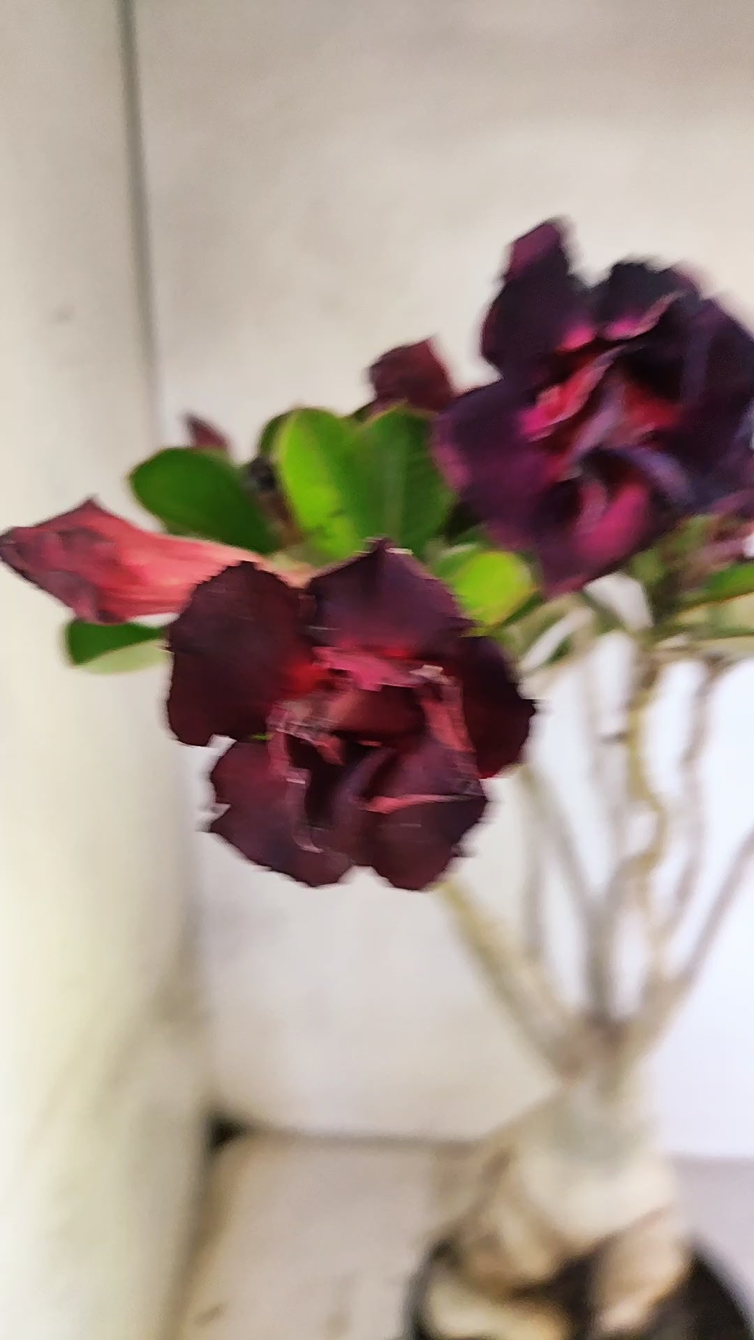 Planta Dobrada 3904 – 40cm – 04 anos