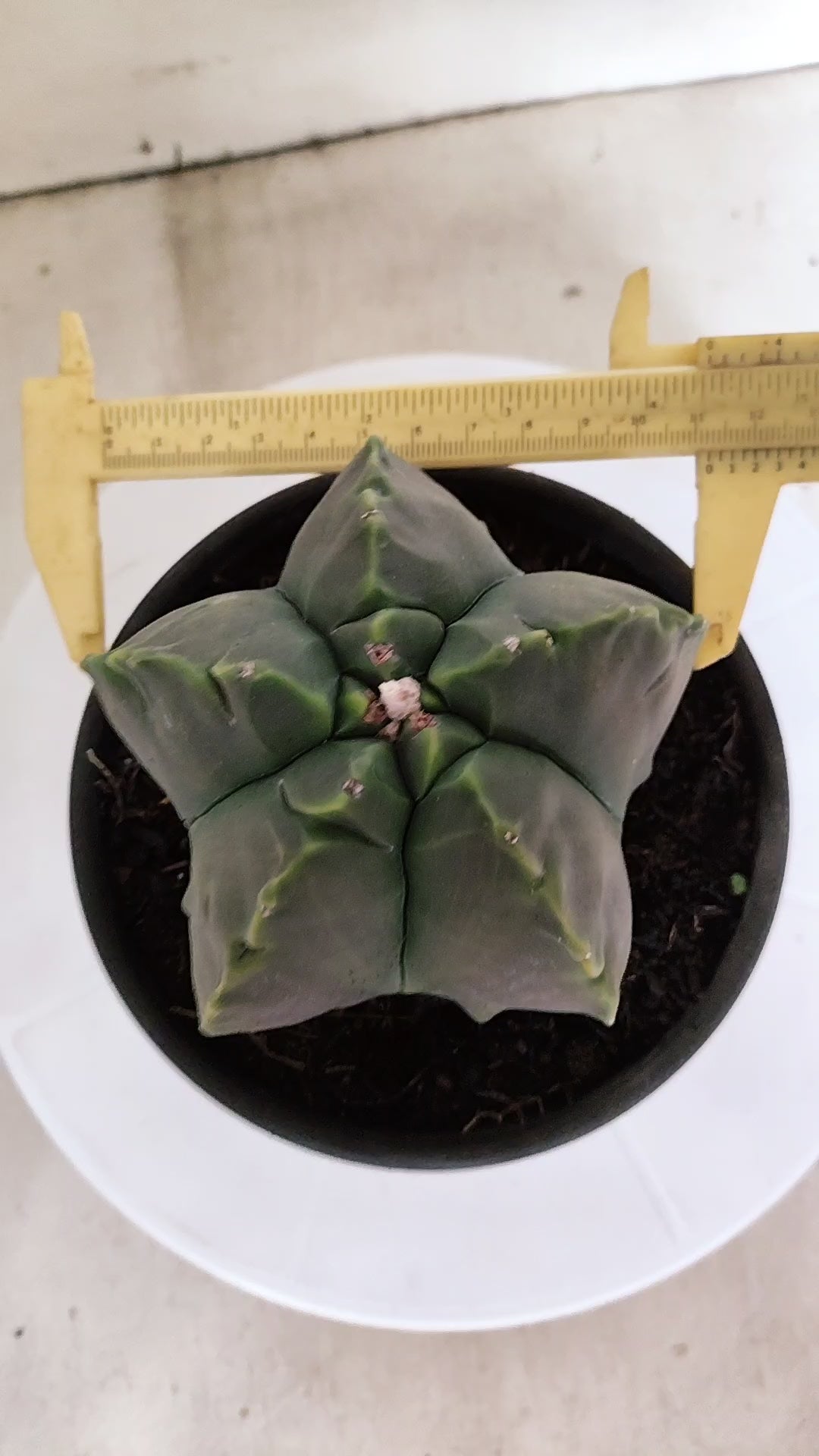 ASTROPHYTUM cv KIKKO "NUDUM" Nº 1132  - vaso 15
