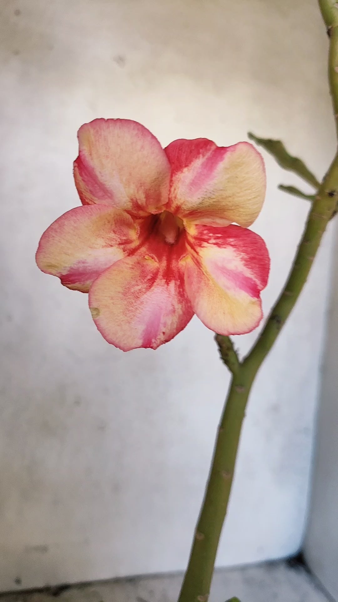 Planta Simples 3573 – 30cm – 02 anos