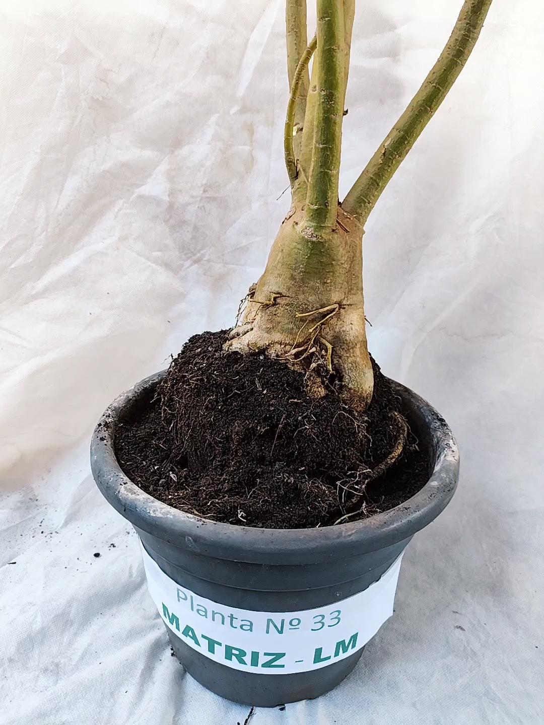 Planta MATRIZ Simples Nº 33 – 1,10cm – 07 anos