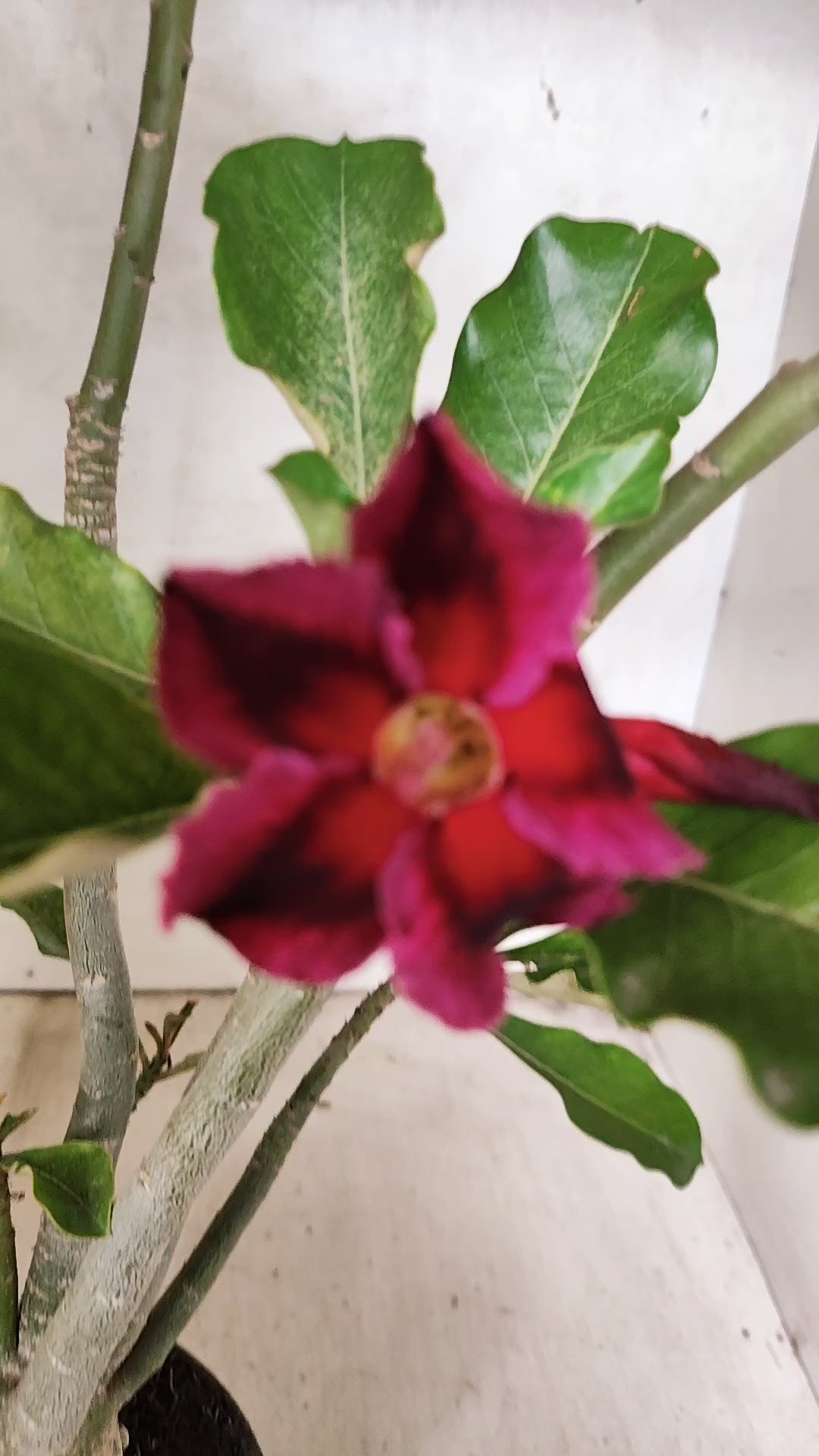 Planta Simples 3532 – 35cm – 03 anos