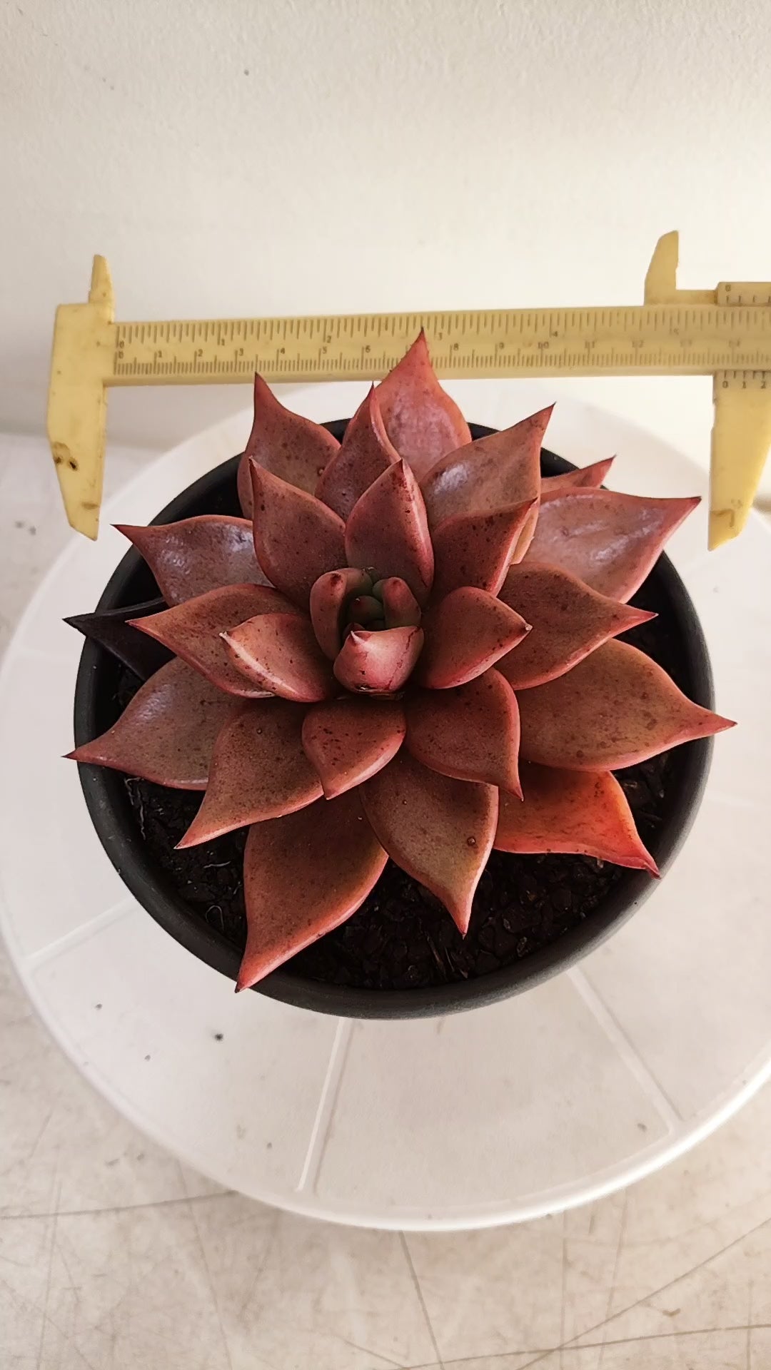 Suculenta Echeveria 'Agavoides ROMEU' N° 70 - Vaso 15