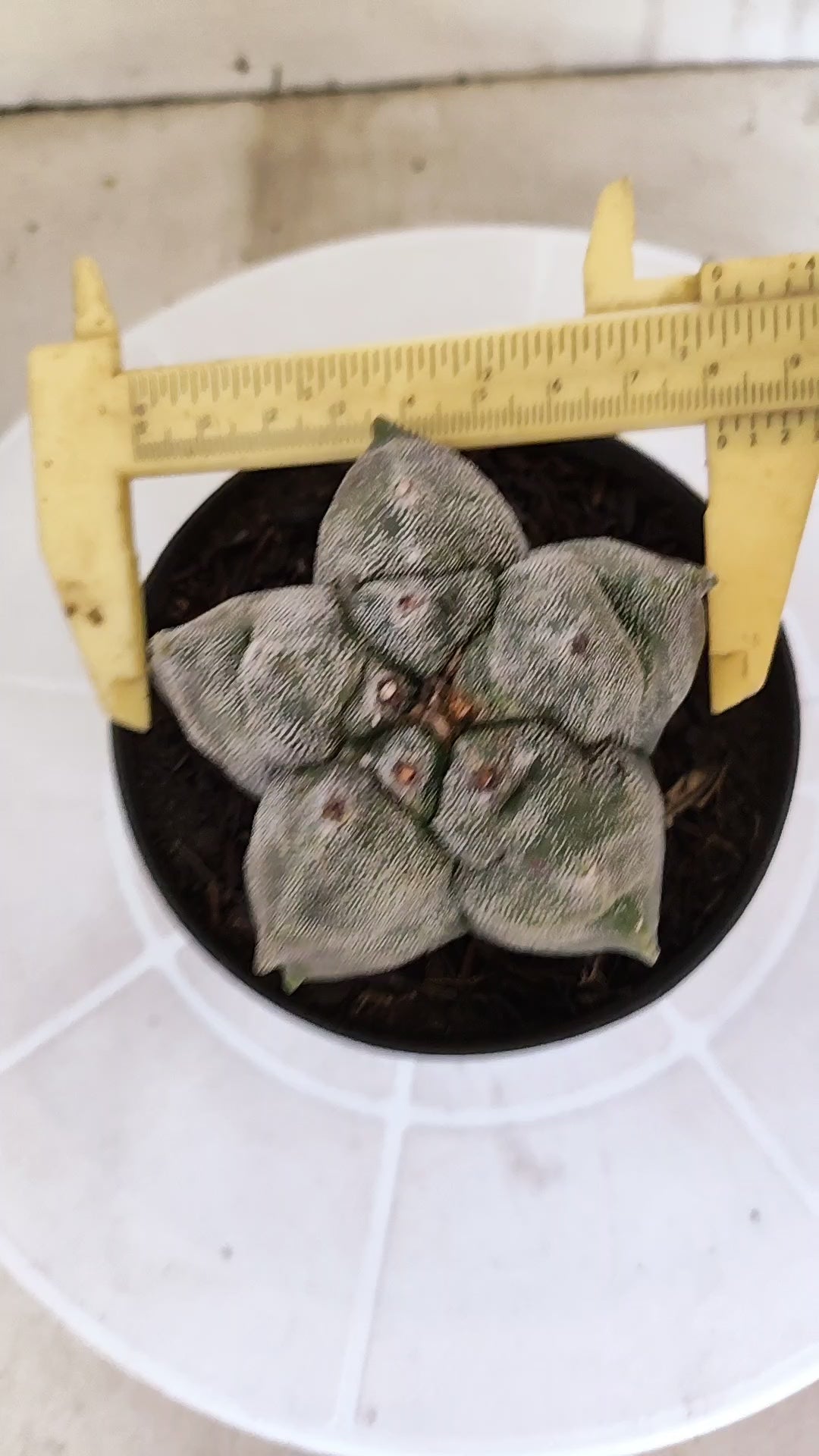 MATRIZ ASTROPHYTUM cv KIKKO   Nº 1078 – vaso 11