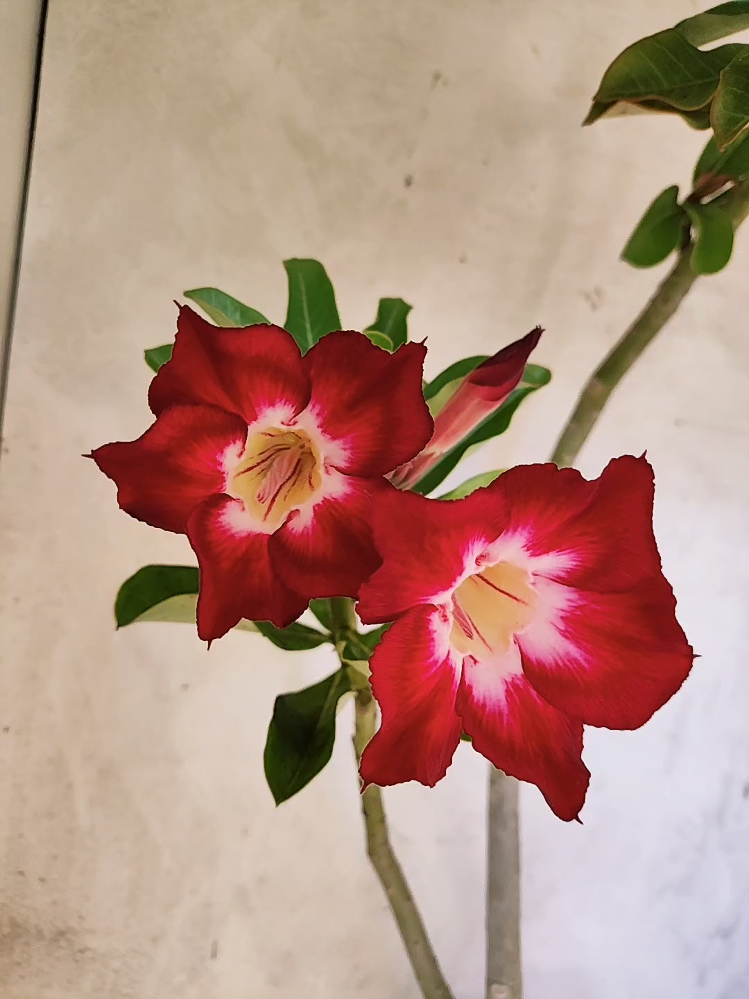 Planta Simples 3502 – 35cm – 03 anos
