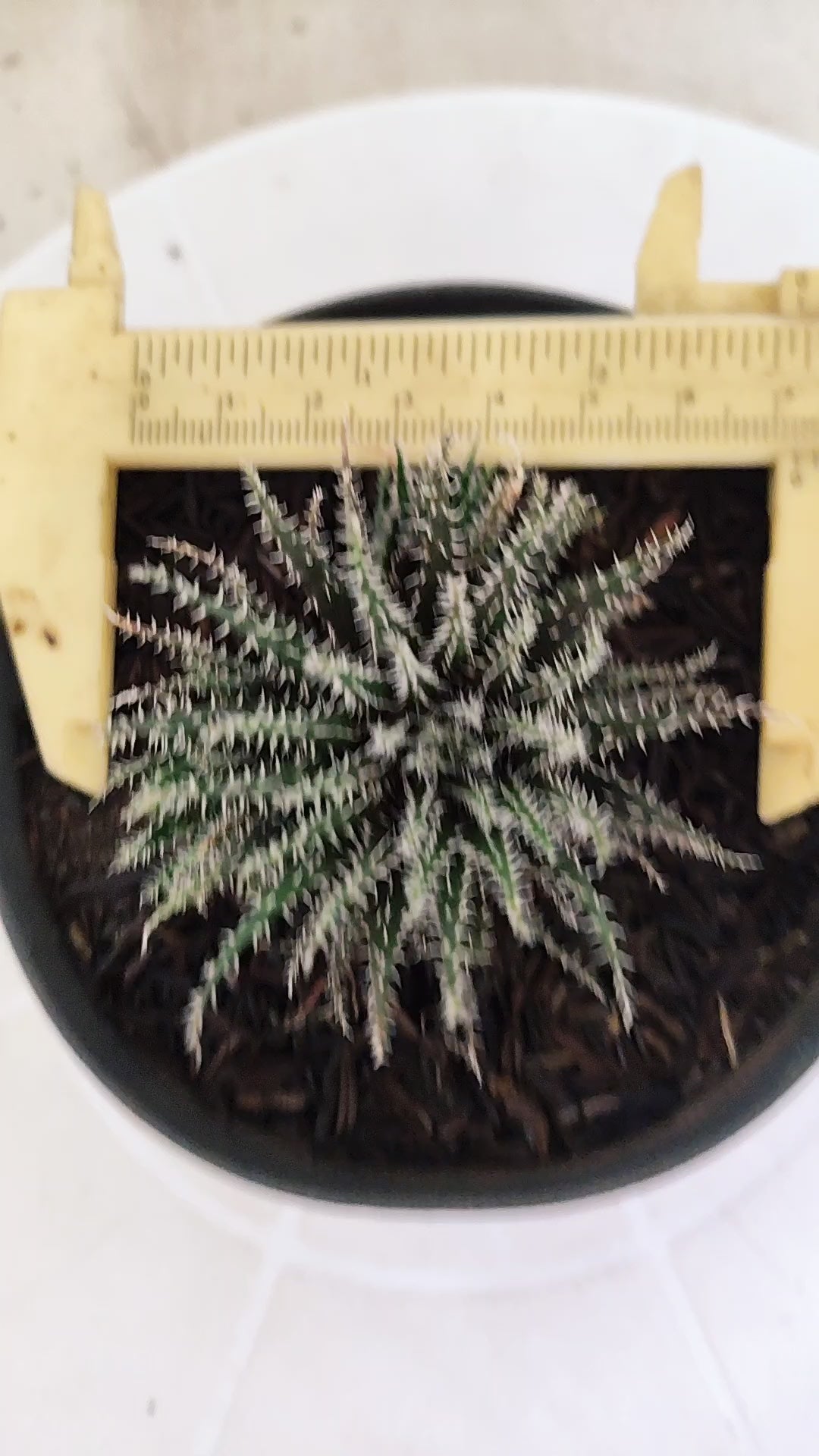 Aloe Haworthioides Baker  N° 21 - Vaso 11