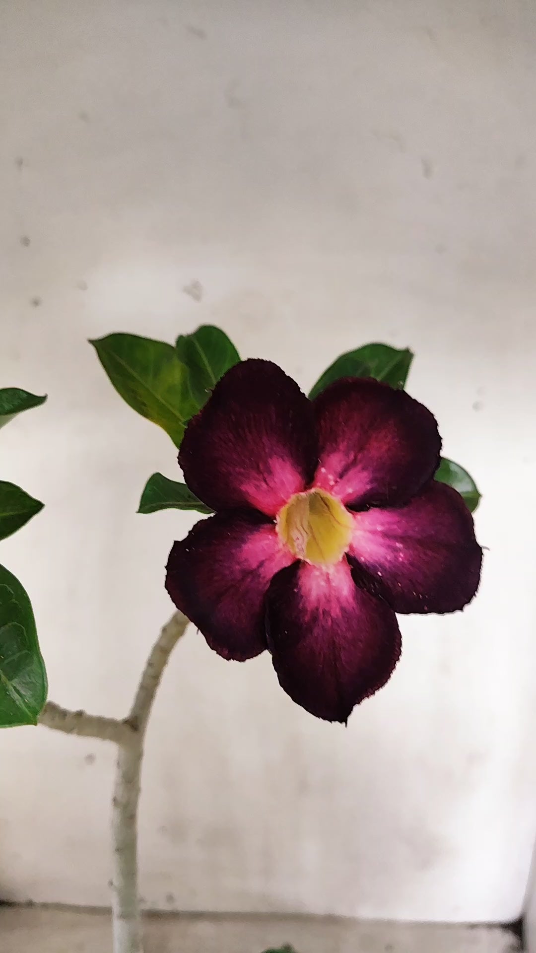 Planta Simples 3679 – 30cm – 02 anos - vaso 15