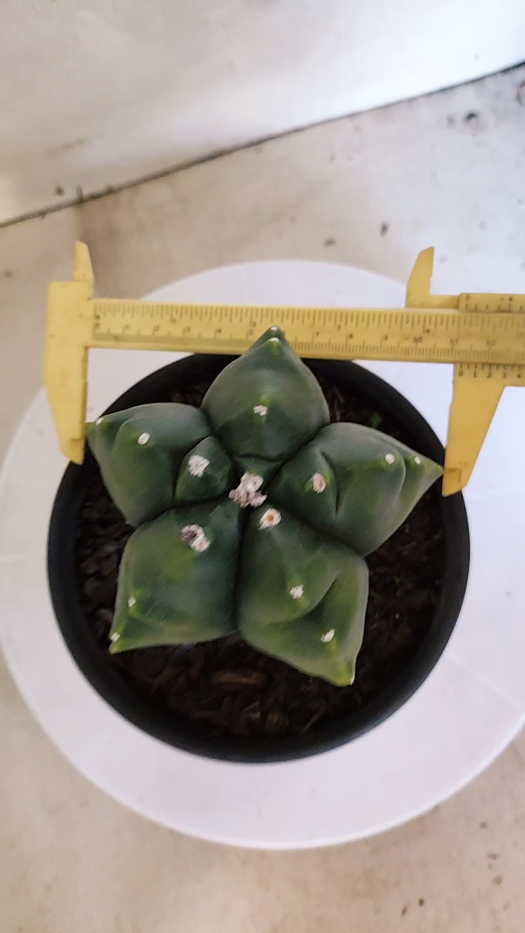 MATRIZ ASTROPHYTUM cv KIKKO "Variegata"  Nº 522 – vaso 15