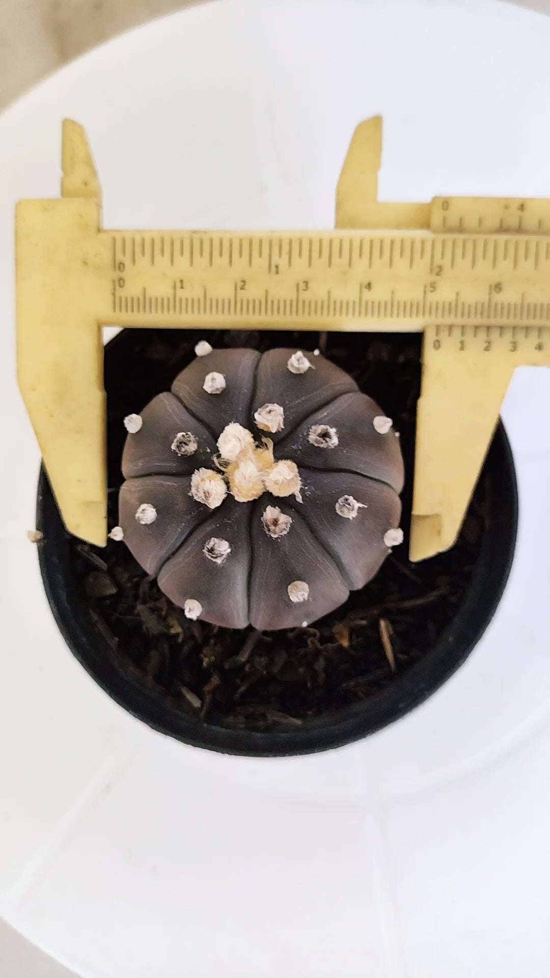 ASTROPHYTUM ASTERIAS “Purple”  Nº 265 – vaso 09