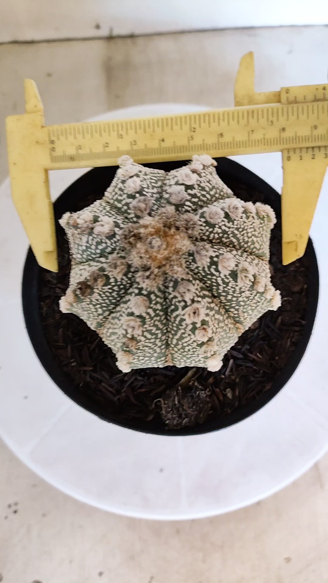 ASTROPHYTUM ASTERIAS SUPER KABUTO Nº 1100 – vaso 15