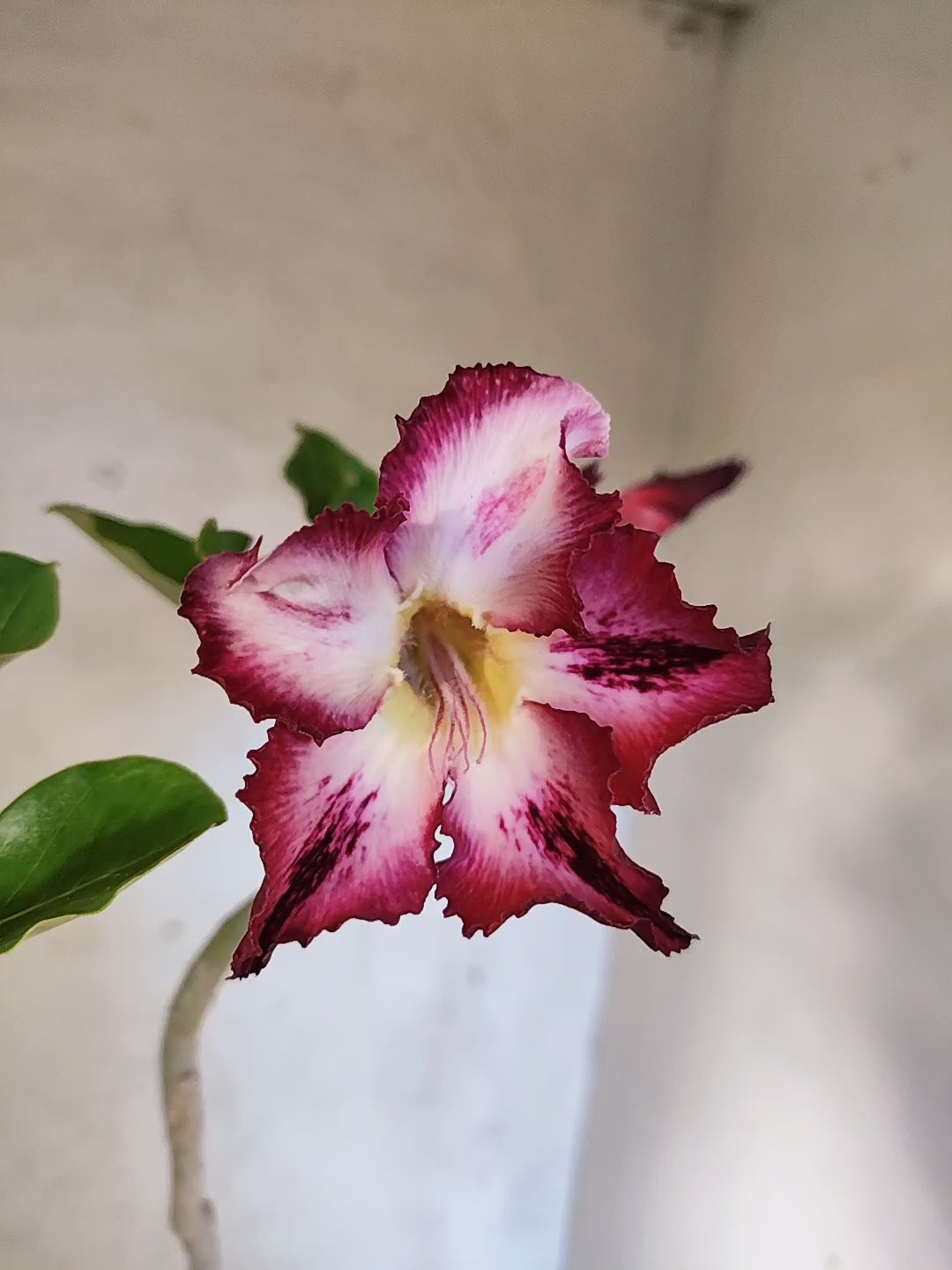 Planta Simples 3267 – 40cm – 03 anos
