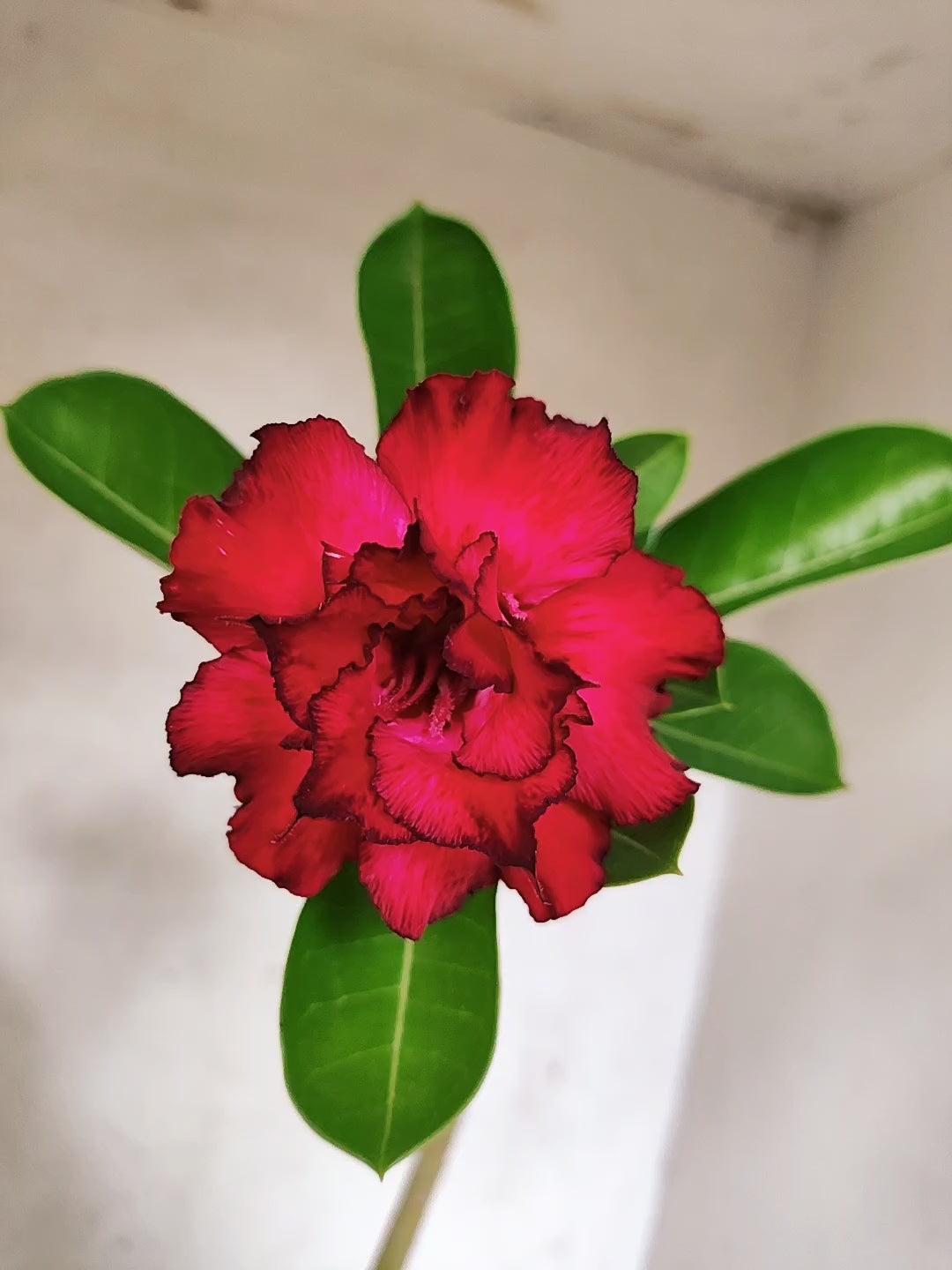 Planta Dobrada 3877 – 30cm – 02 anos